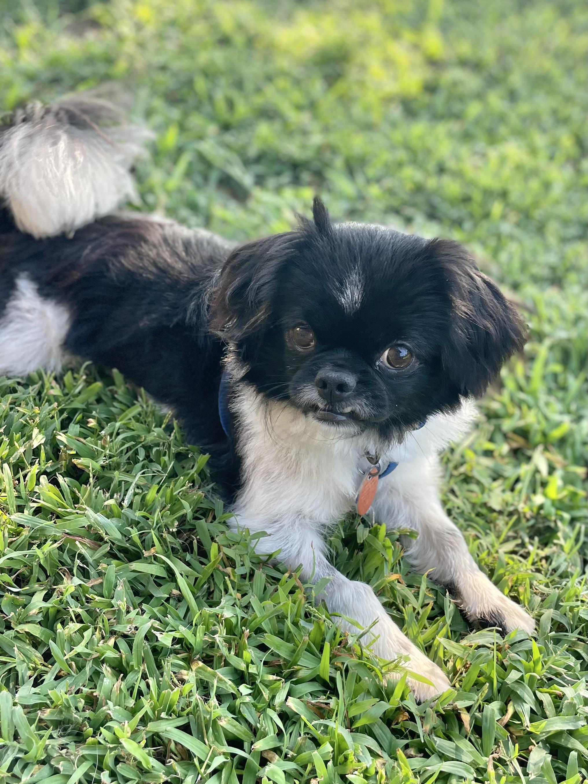 Boone, ADOPTABLE, Young Male Japanese Chin & Pekingese.