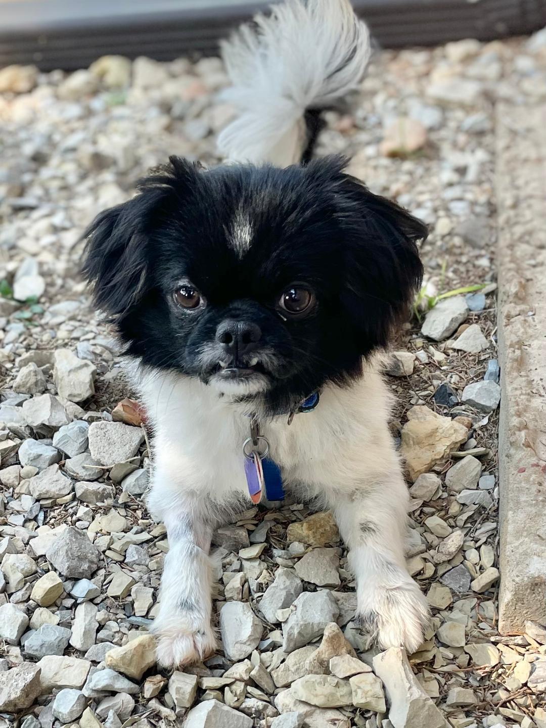 Boone, a ADOPTABLE mixed breed in Bull Shoals, AR image 2/2
