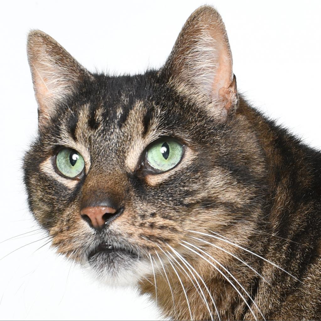 Wellhaus, Adoptable, Senior Male Domestic Short Hair.