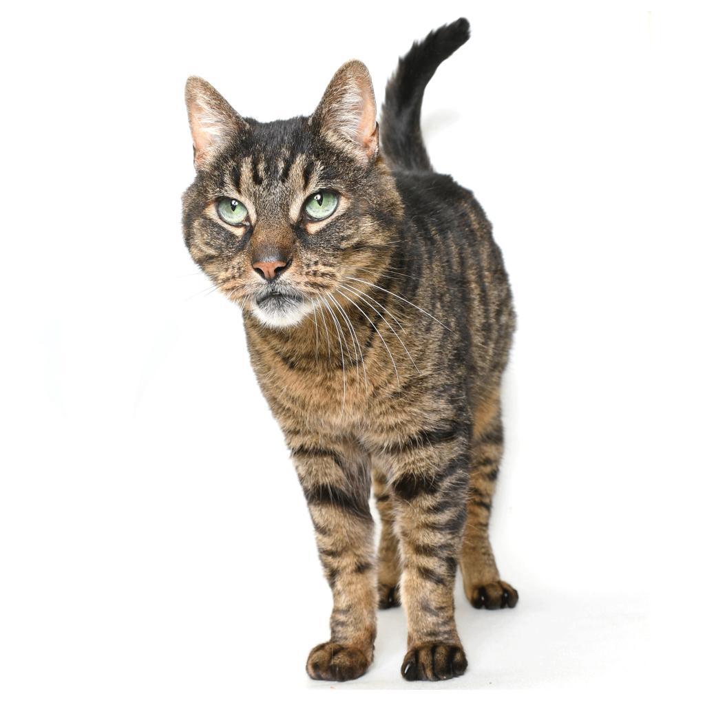 Enlarge Wellhaus, a Adoptable Domestic Short Hair in Springfield, IL image 3/5