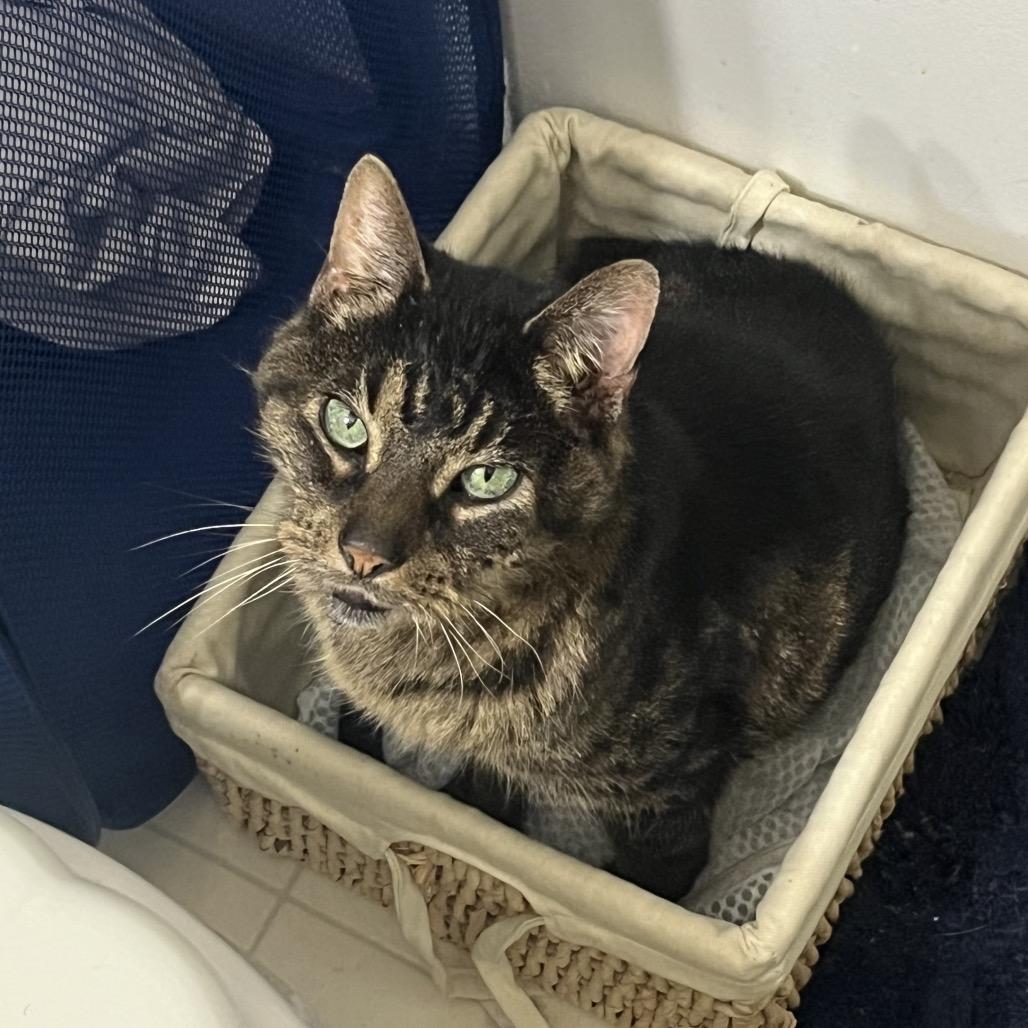 Enlarge Wellhaus, a Adoptable Domestic Short Hair in Springfield, IL image 4/5