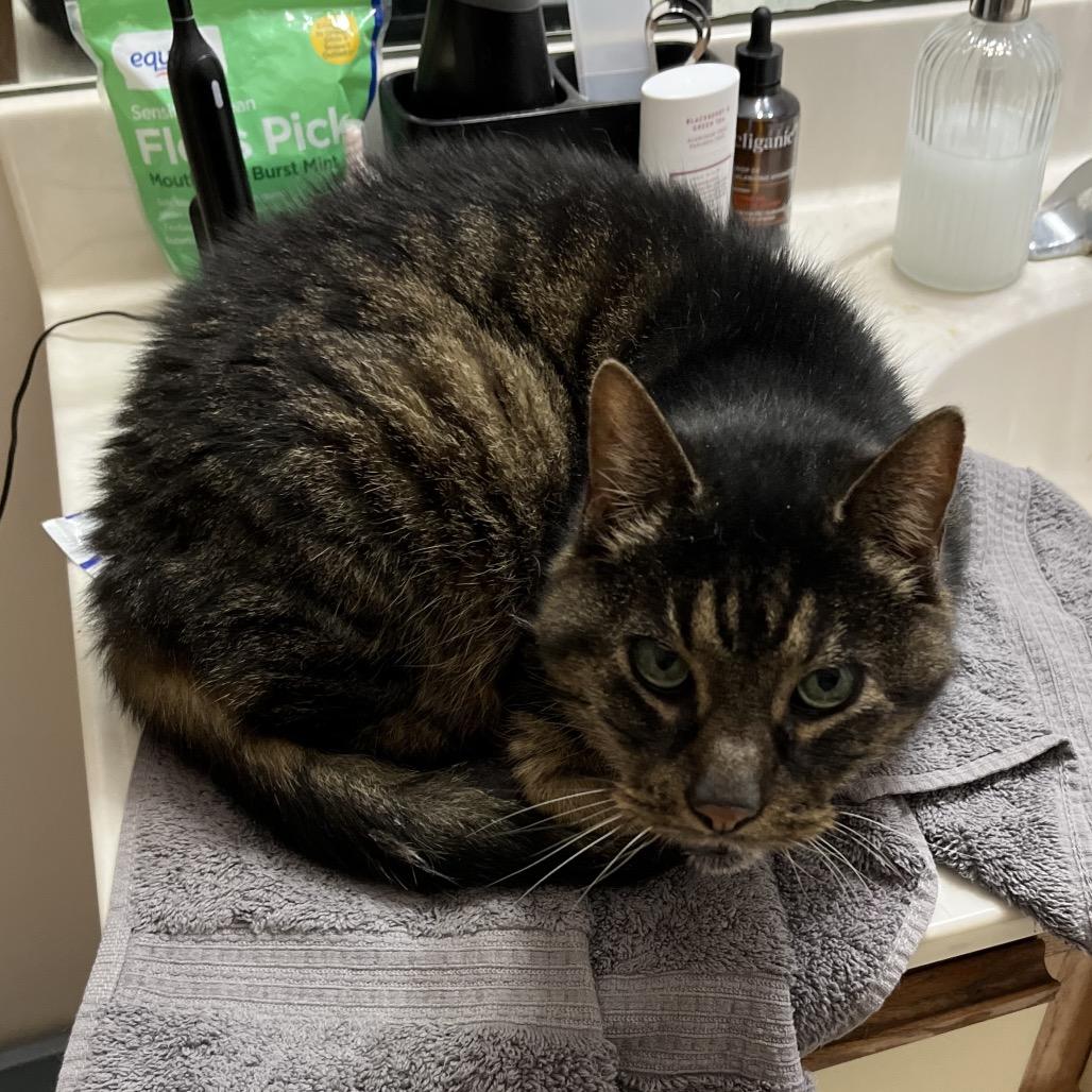 Enlarge Wellhaus, a Adoptable Domestic Short Hair in Springfield, IL image 5/5