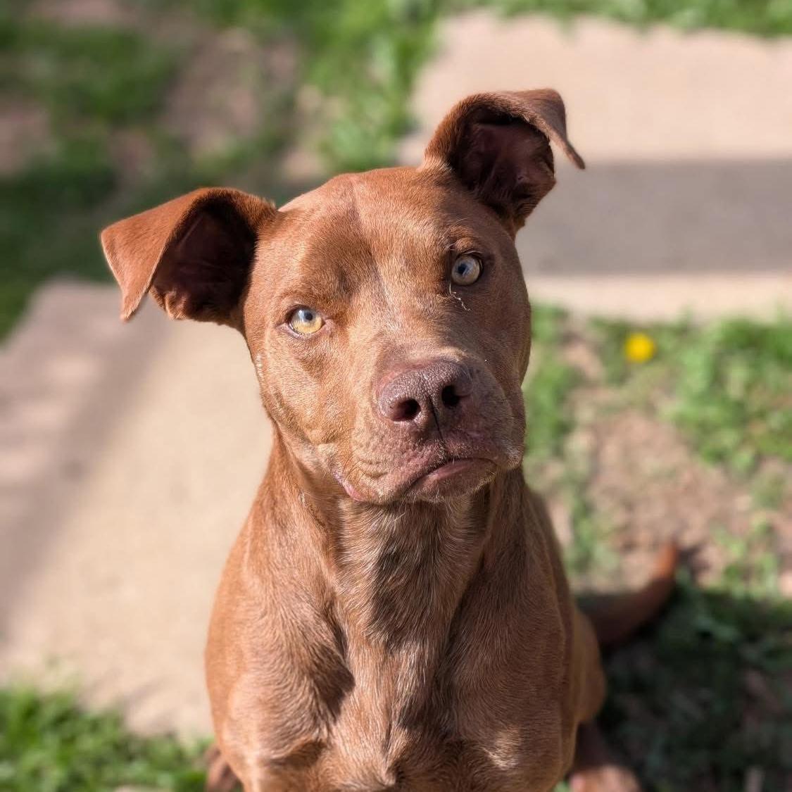 Enlarge Kiko, a ADOPTABLE Pit Bull Terrier in Fort Worth, TX image 2/6
