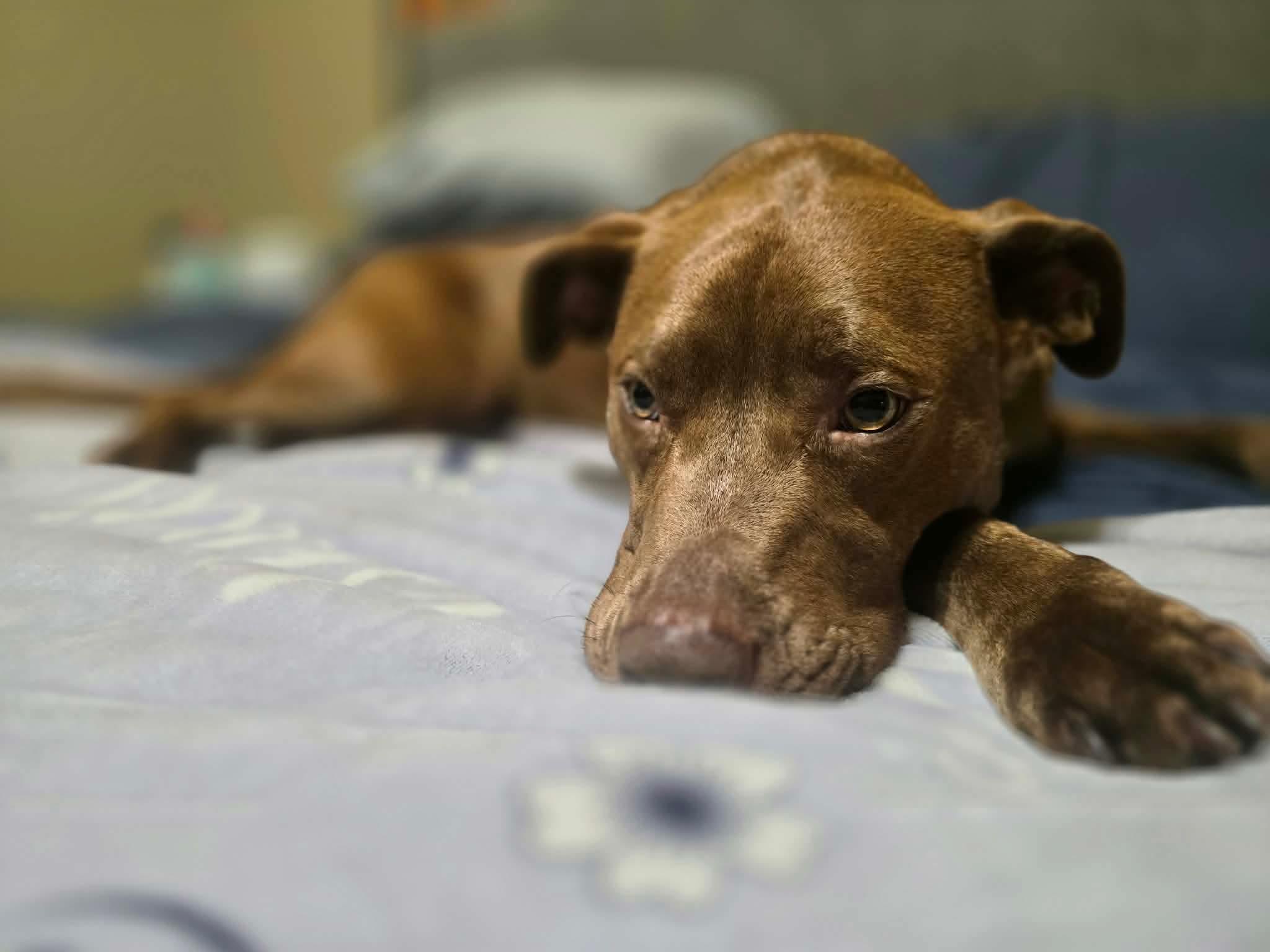 Enlarge Kiko, a ADOPTABLE Pit Bull Terrier in Fort Worth, TX image 5/6