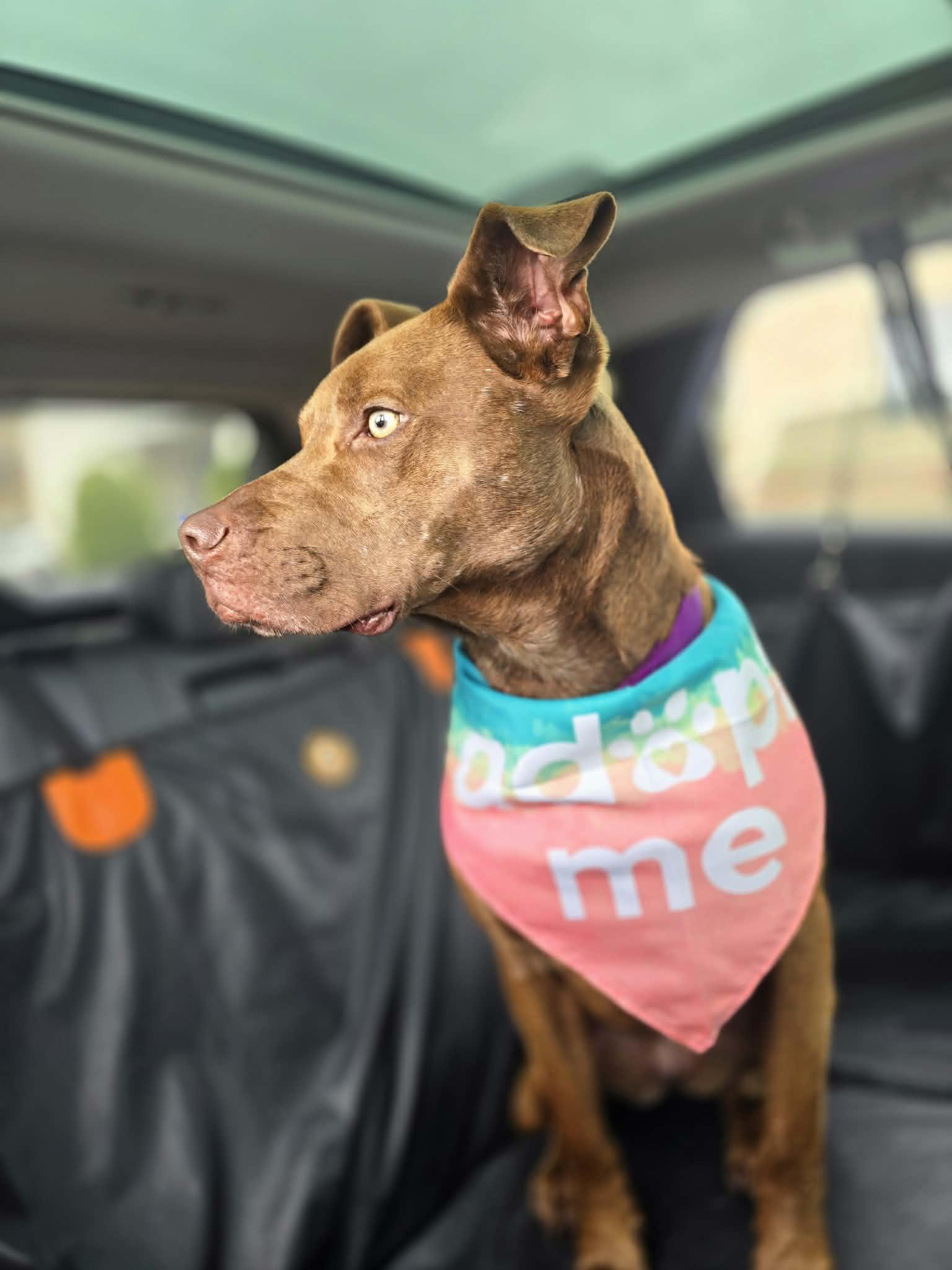 Enlarge Kiko, a ADOPTABLE Pit Bull Terrier in Fort Worth, TX image 3/6