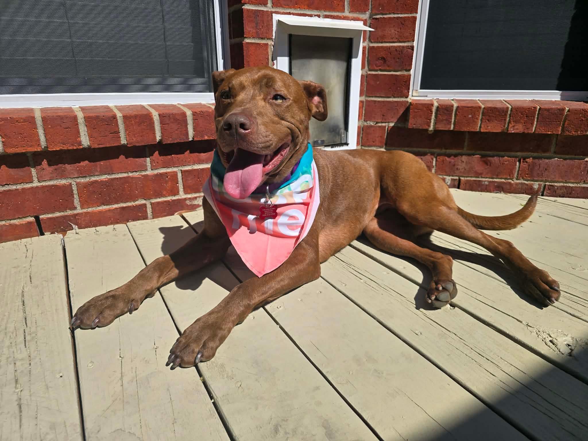 Enlarge Kiko, a ADOPTABLE Pit Bull Terrier in Fort Worth, TX image 3/6