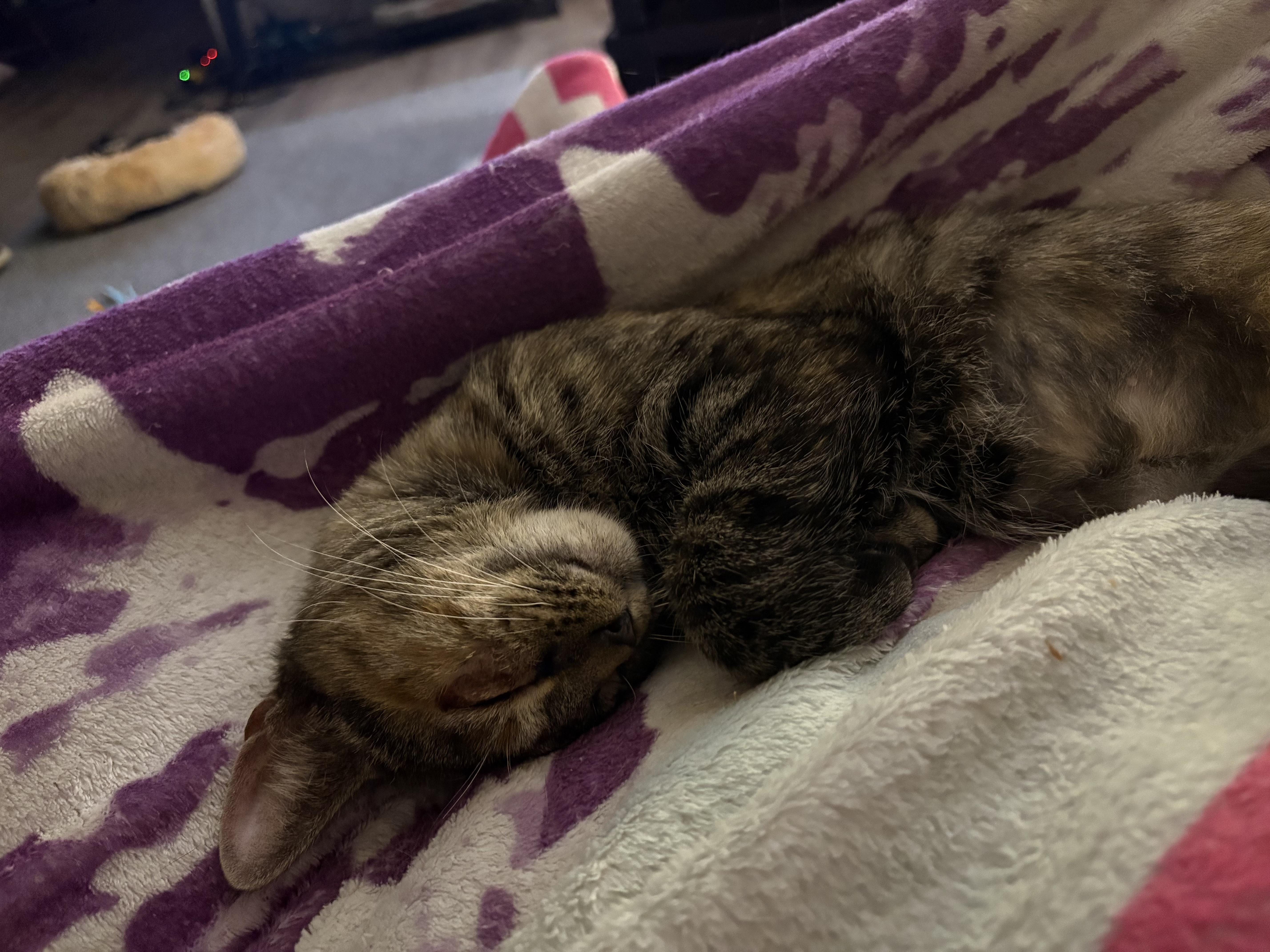 Enlarge Spaghetti Squash, a Adoptable Domestic Short Hair in Kirklin, IN image 3/4