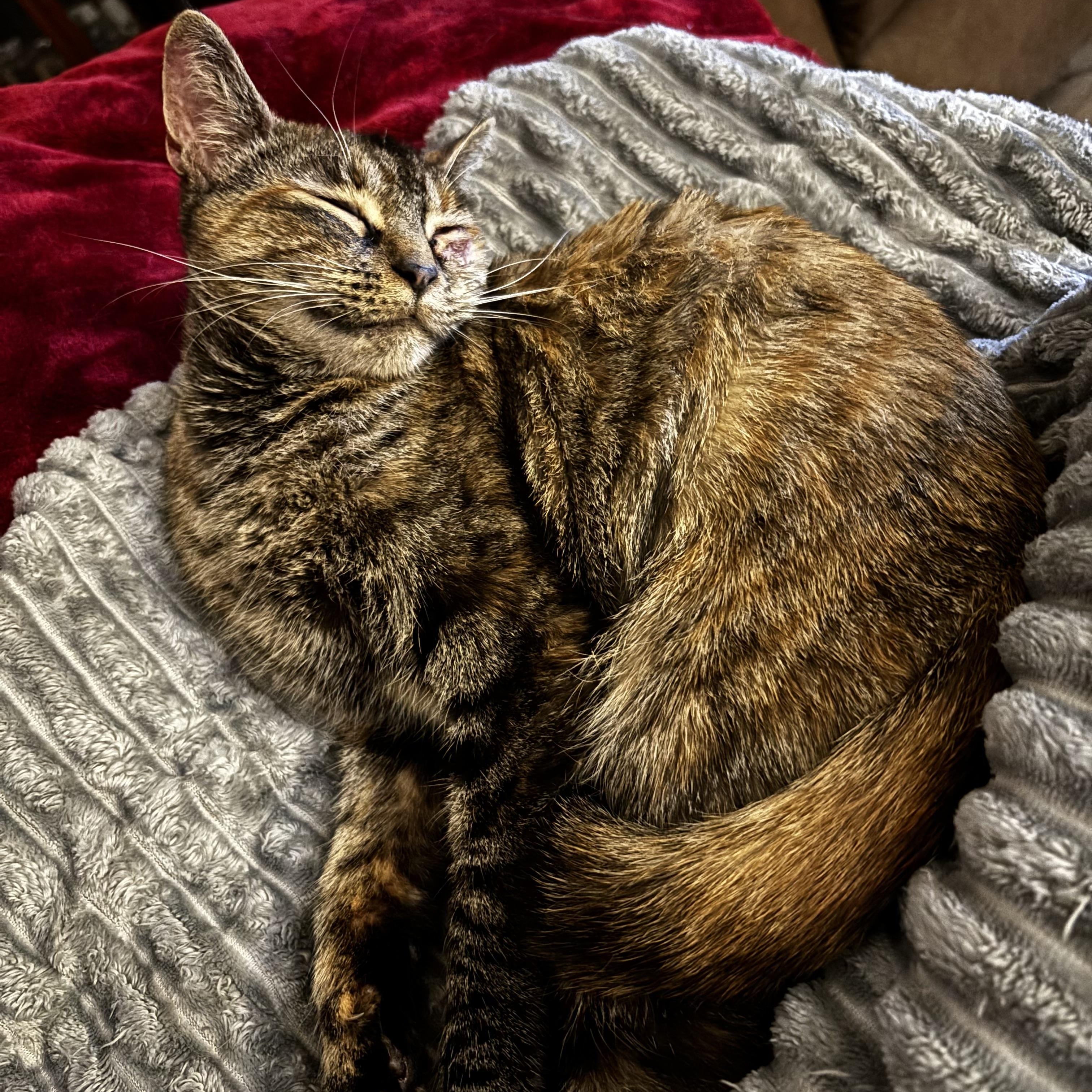 Enlarge Spaghetti Squash, a Adoptable Domestic Short Hair in Kirklin, IN image 4/4