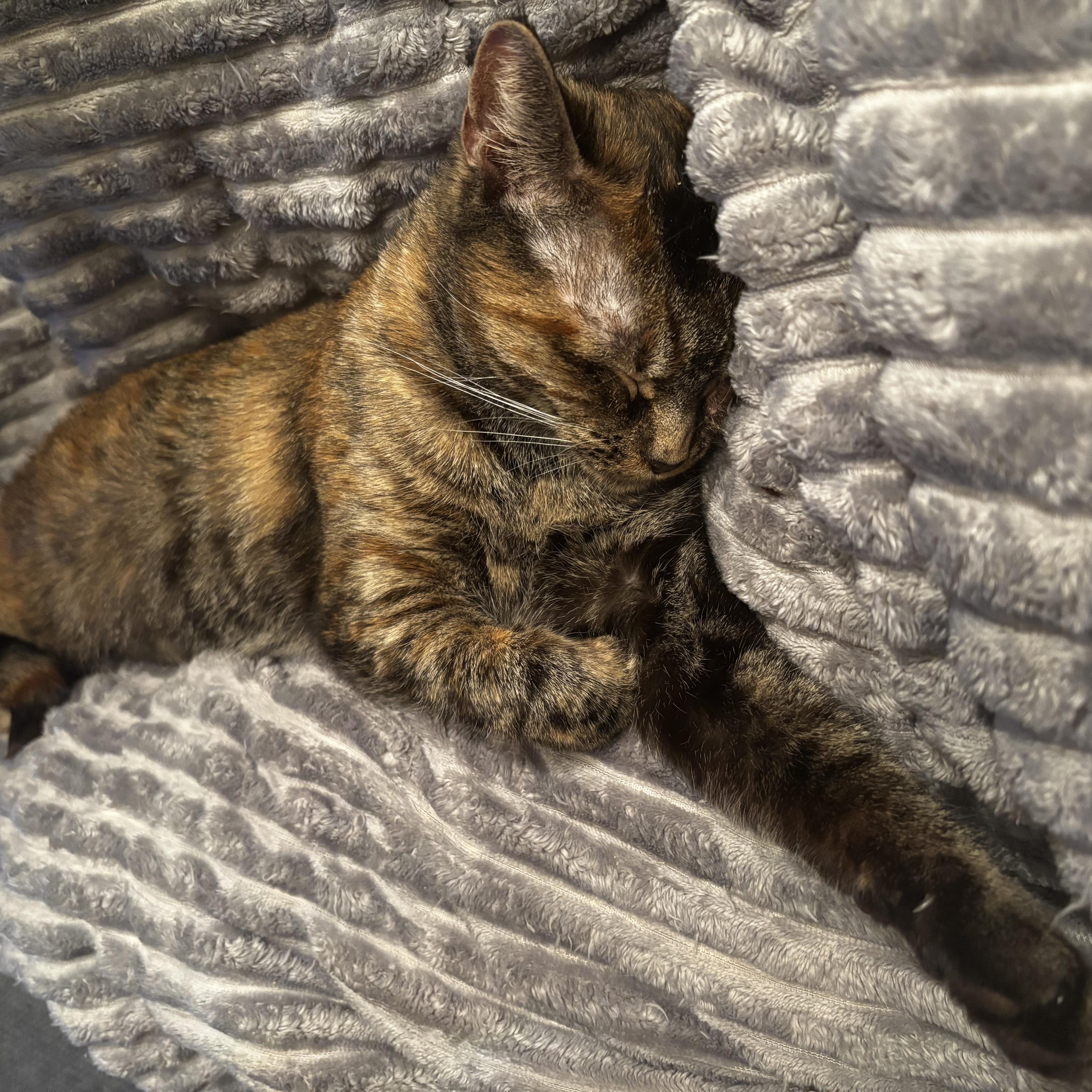 Enlarge Spaghetti Squash, a Adoptable Domestic Short Hair in Kirklin, IN image 2/4