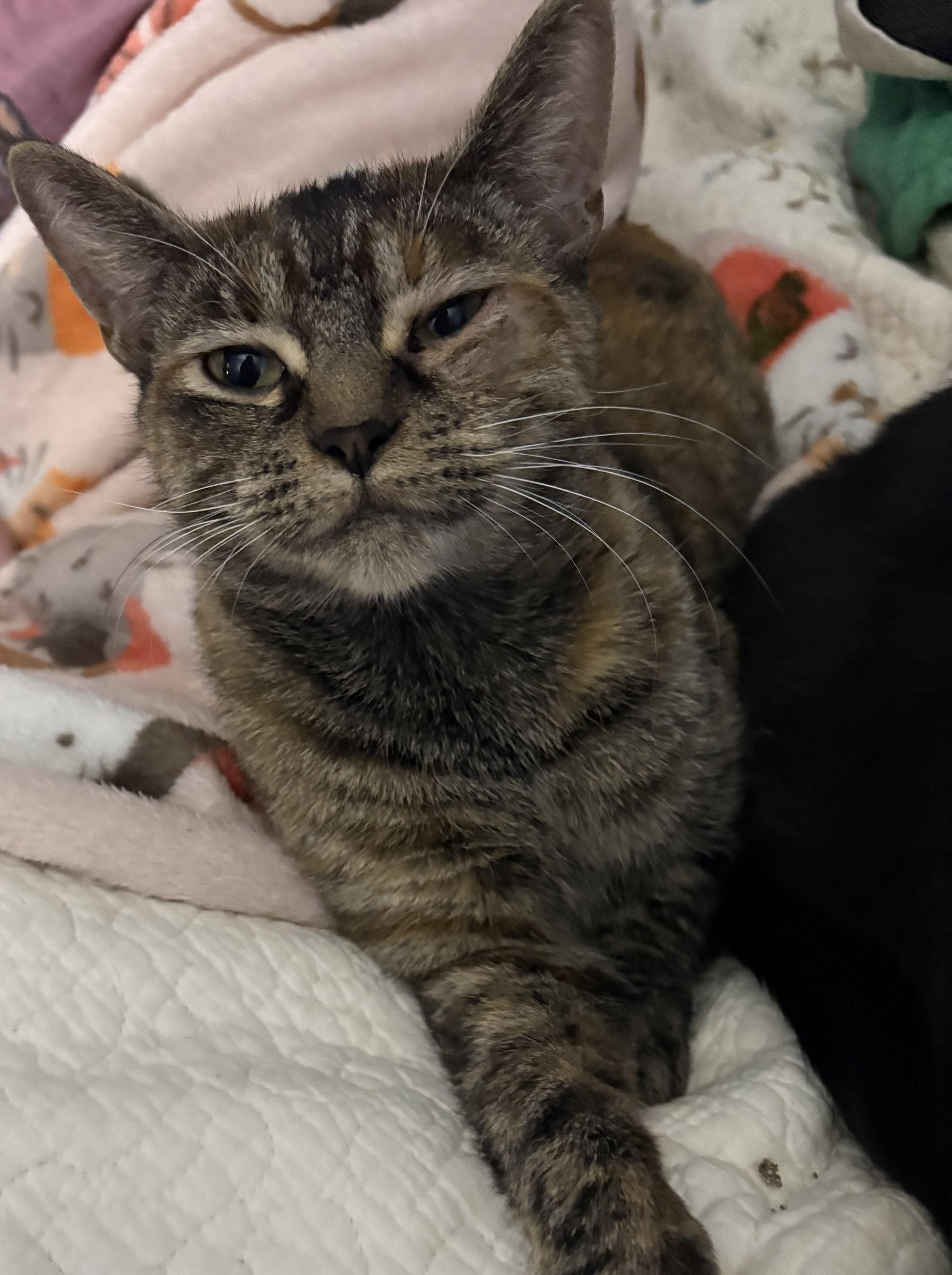 Spaghetti Squash, Adoptable, Young Female Domestic Short Hair.