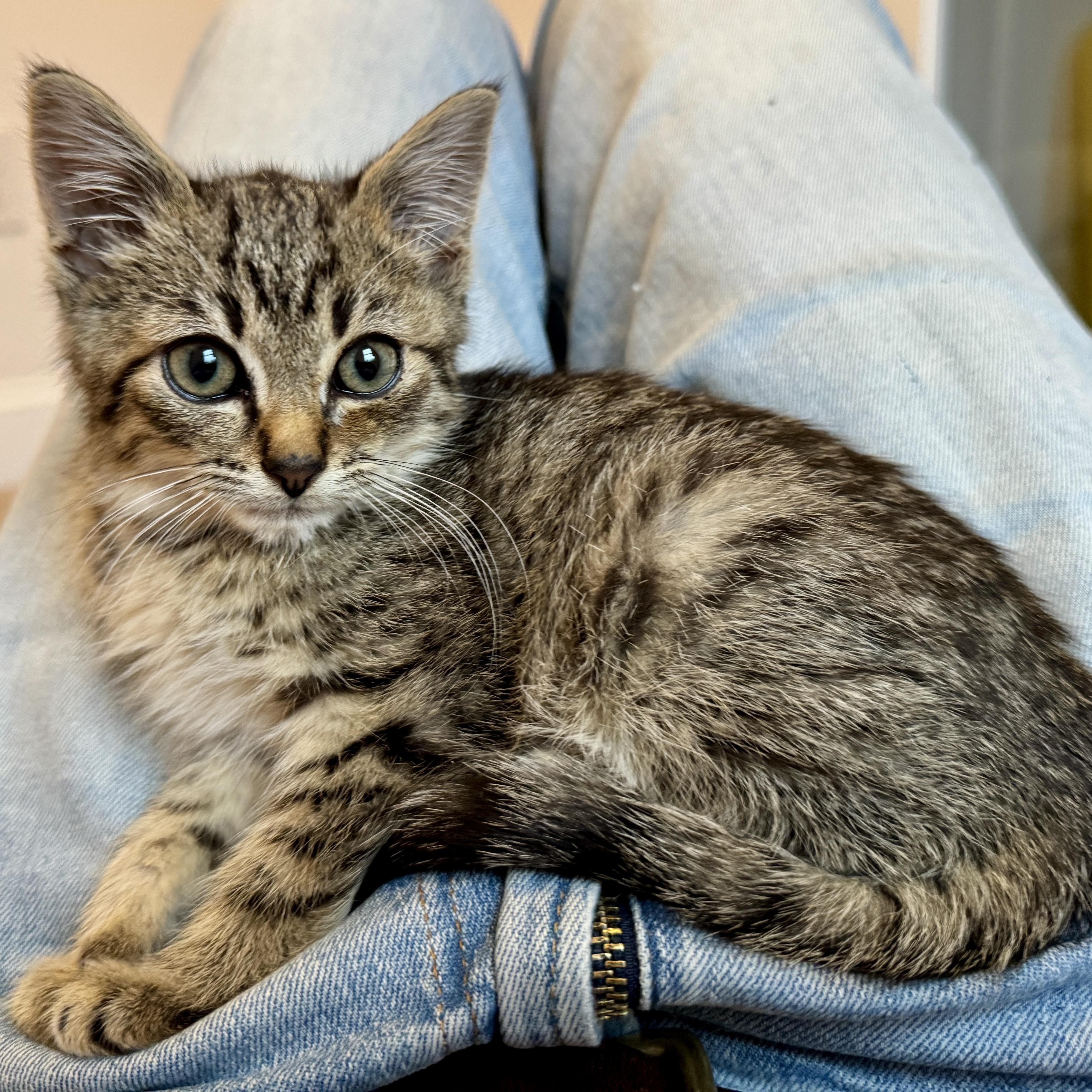 Enlarge Topper, a ADOPTABLE Domestic Medium Hair in New Bern, NC image 1/5