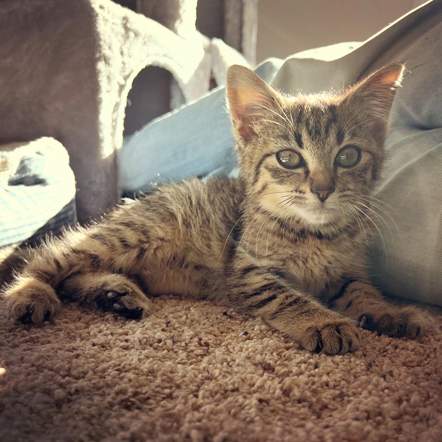 Topper, ADOPTABLE, Kitten Male Domestic Medium Hair.