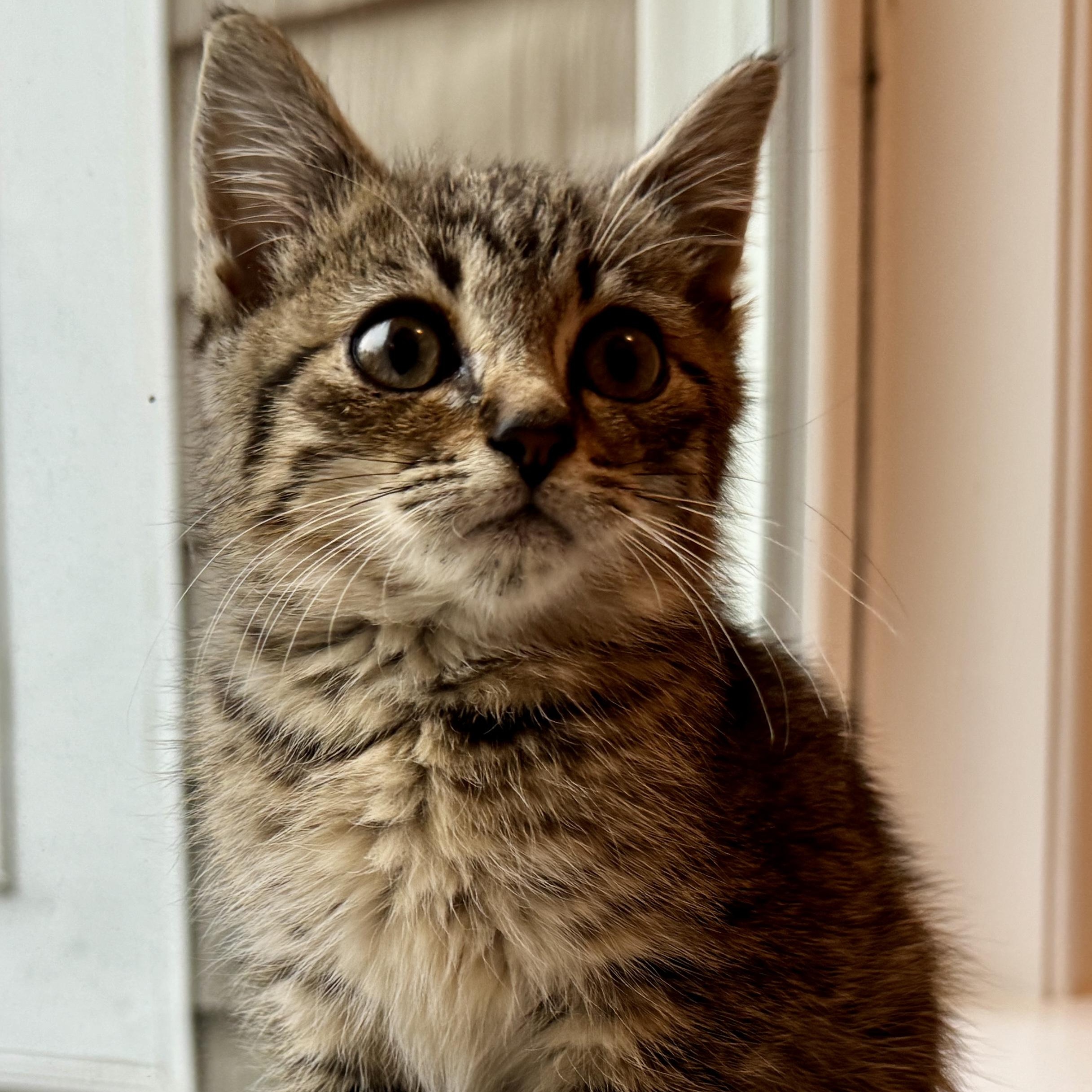 Enlarge Topper, a ADOPTABLE Domestic Medium Hair in New Bern, NC image 2/5
