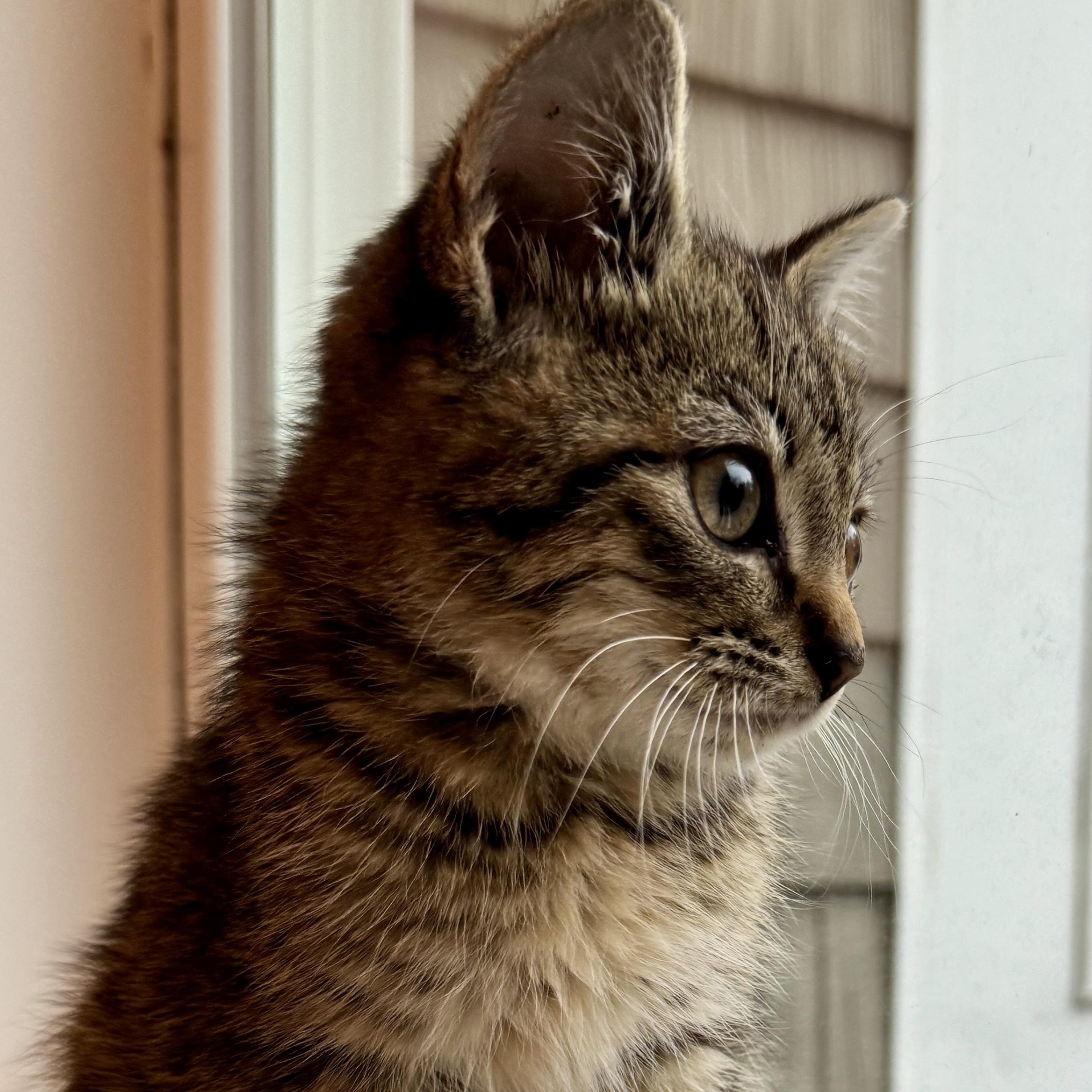 Enlarge Topper, a ADOPTABLE Domestic Medium Hair in New Bern, NC image 3/5