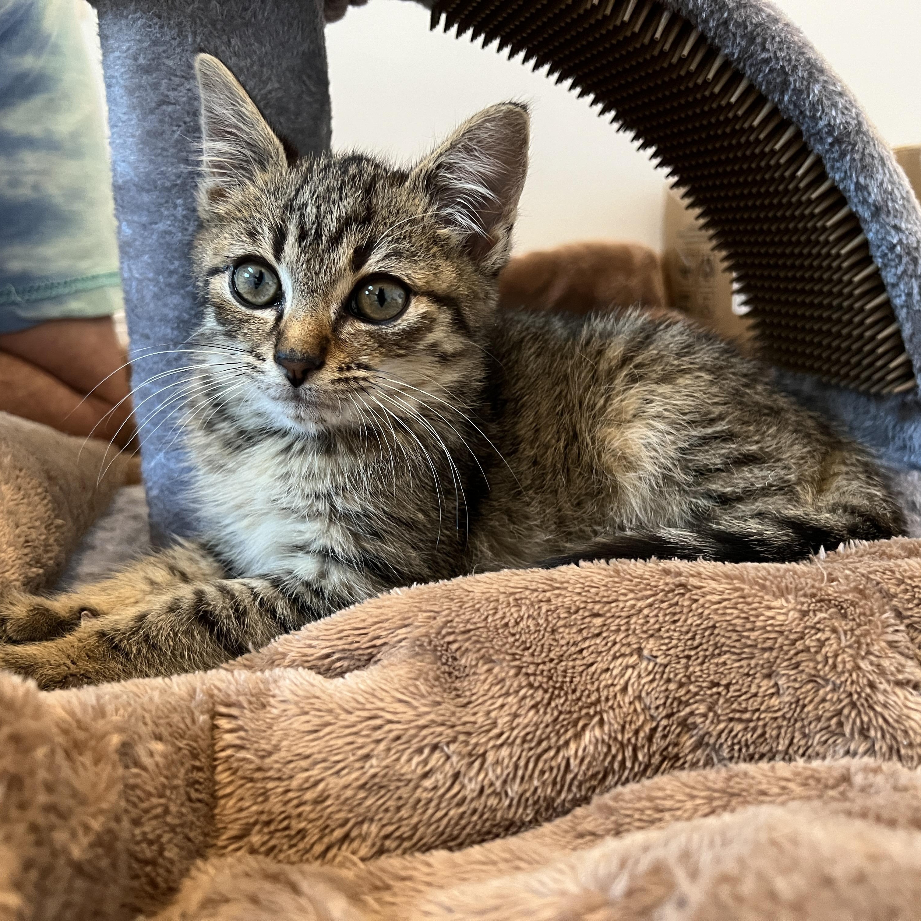 Enlarge Topper, a ADOPTABLE Domestic Medium Hair in New Bern, NC image 4/5