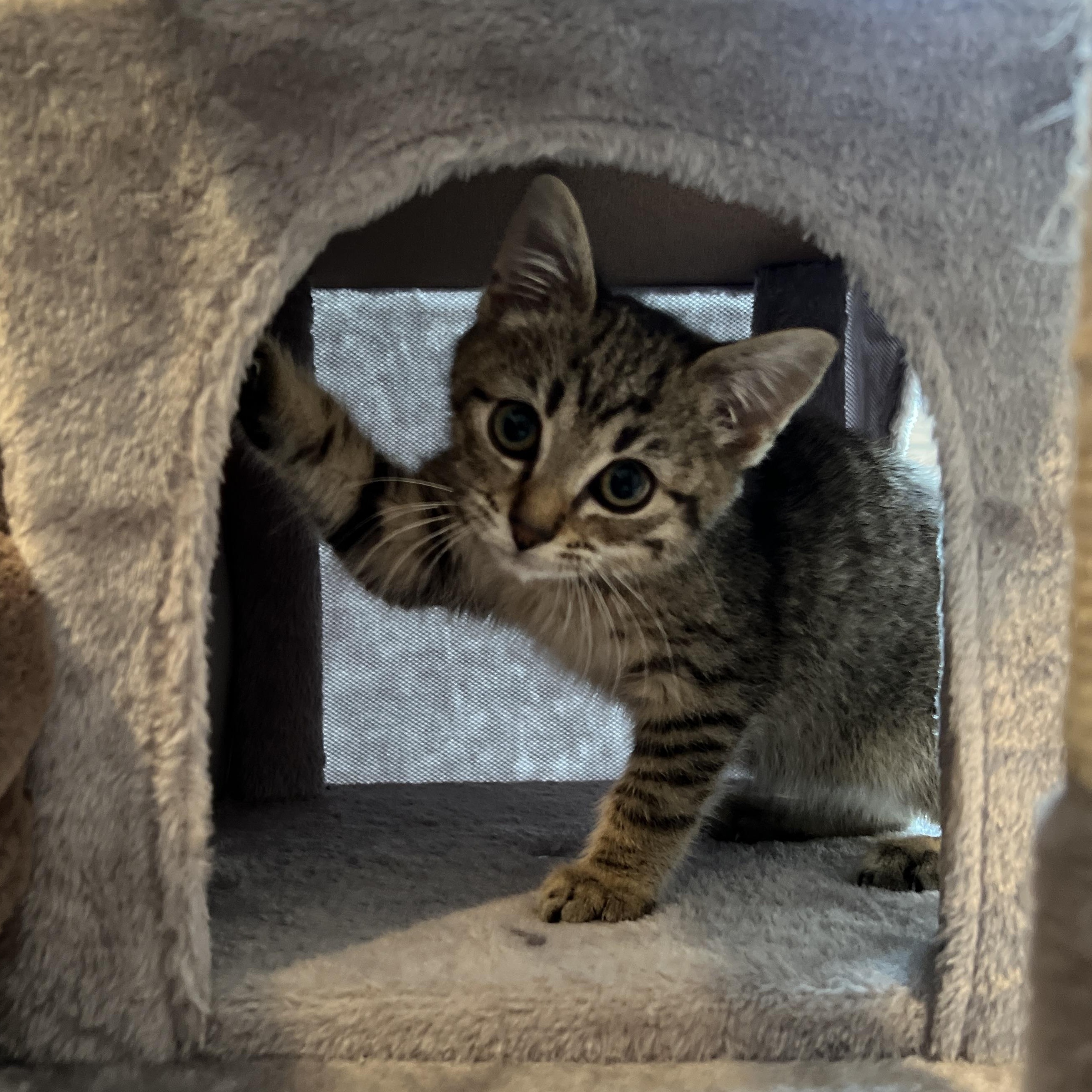 Enlarge Topper, an adopted Domestic Medium Hair in New Bern, NC image 5/5