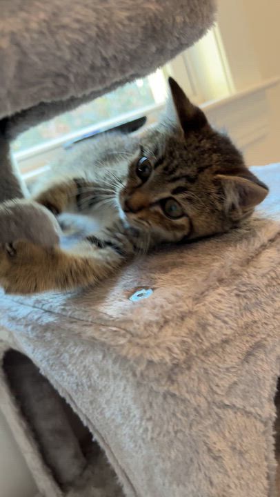 Enlarge Topper, a ADOPTABLE Domestic Medium Hair in New Bern, NC video 5/5