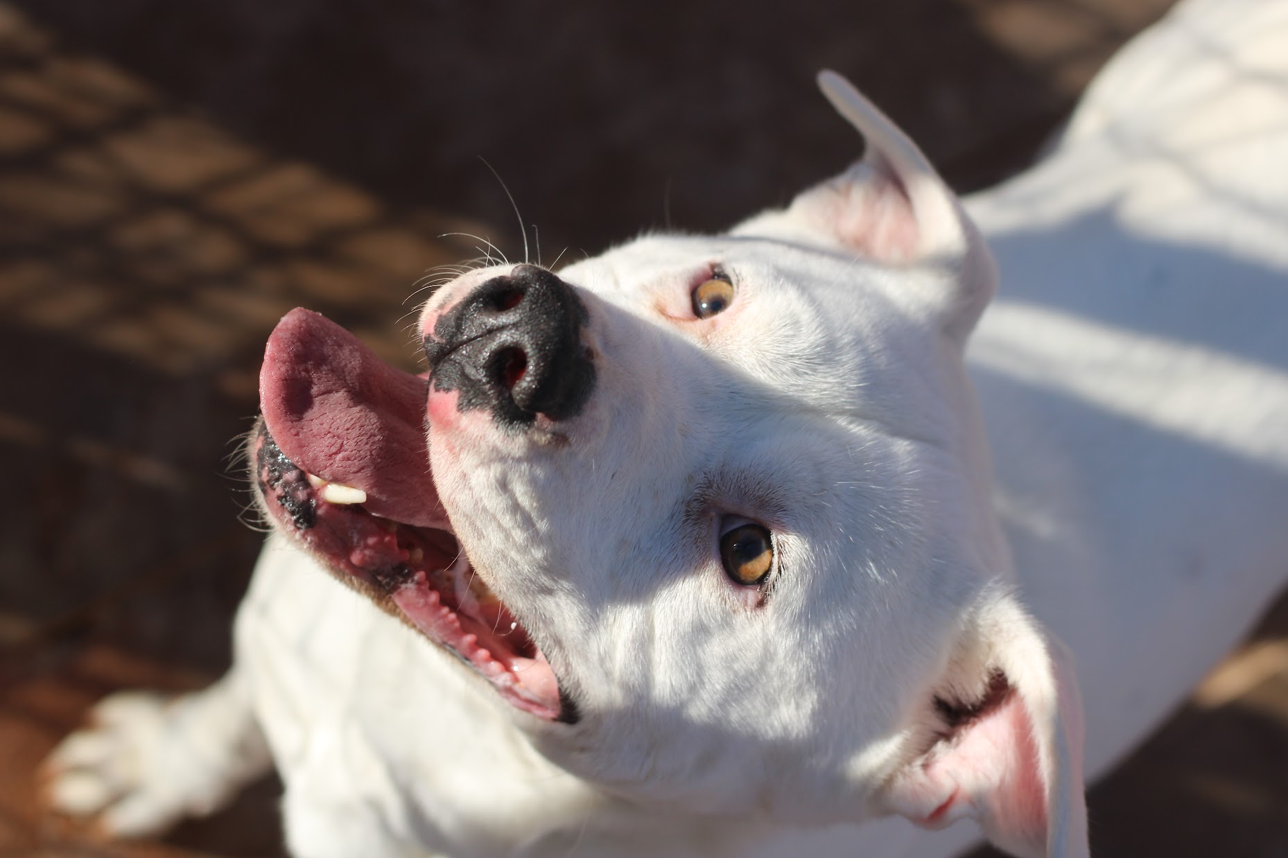 Marabell, a Adoptable mixed breed in Guthrie, OK image 1/6