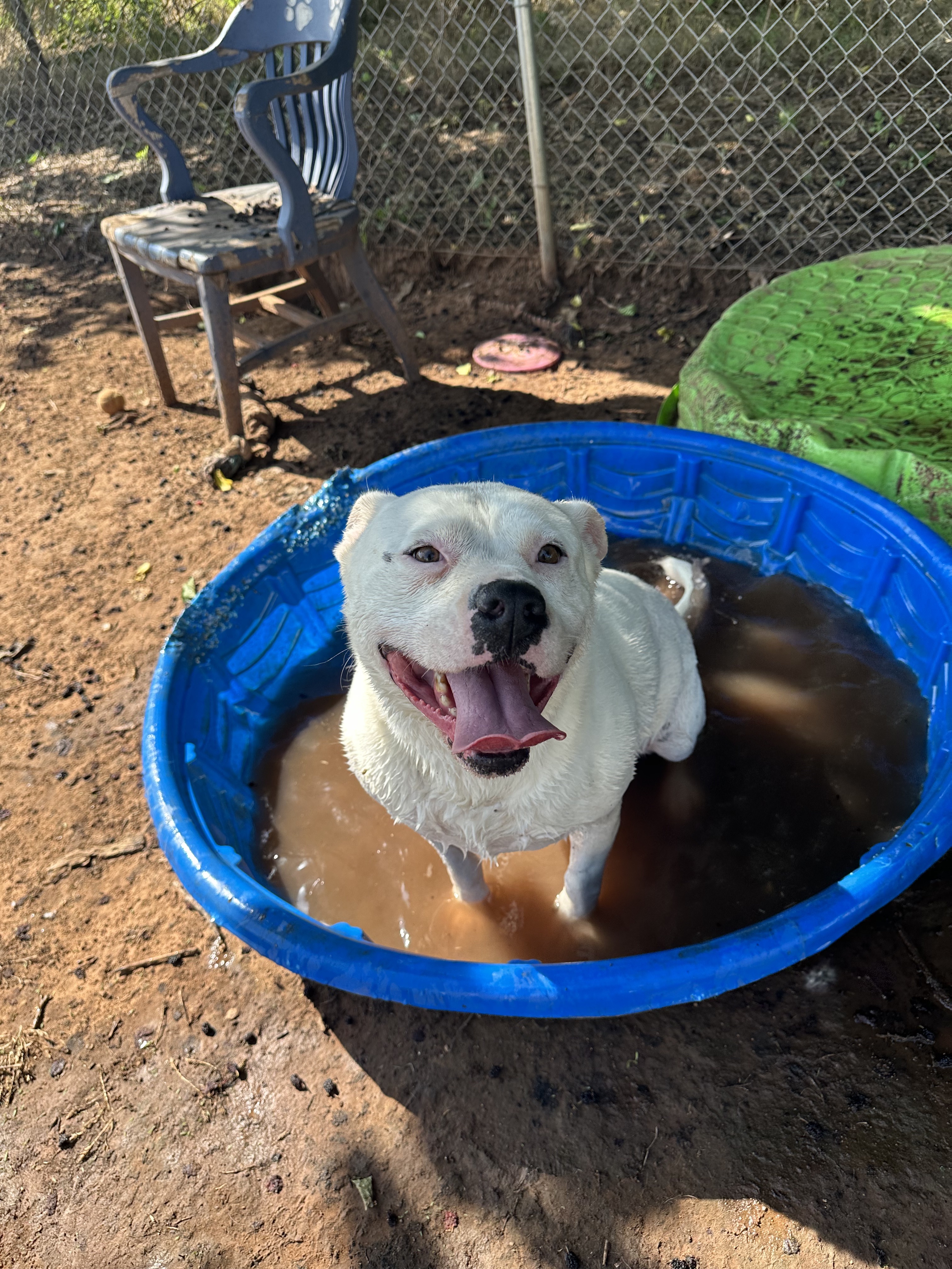Marabell, a Adoptable mixed breed in Guthrie, OK image 2/6