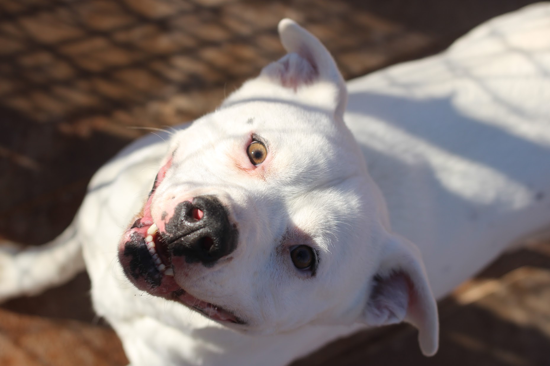 Marabell, a Adoptable mixed breed in Guthrie, OK image 3/6