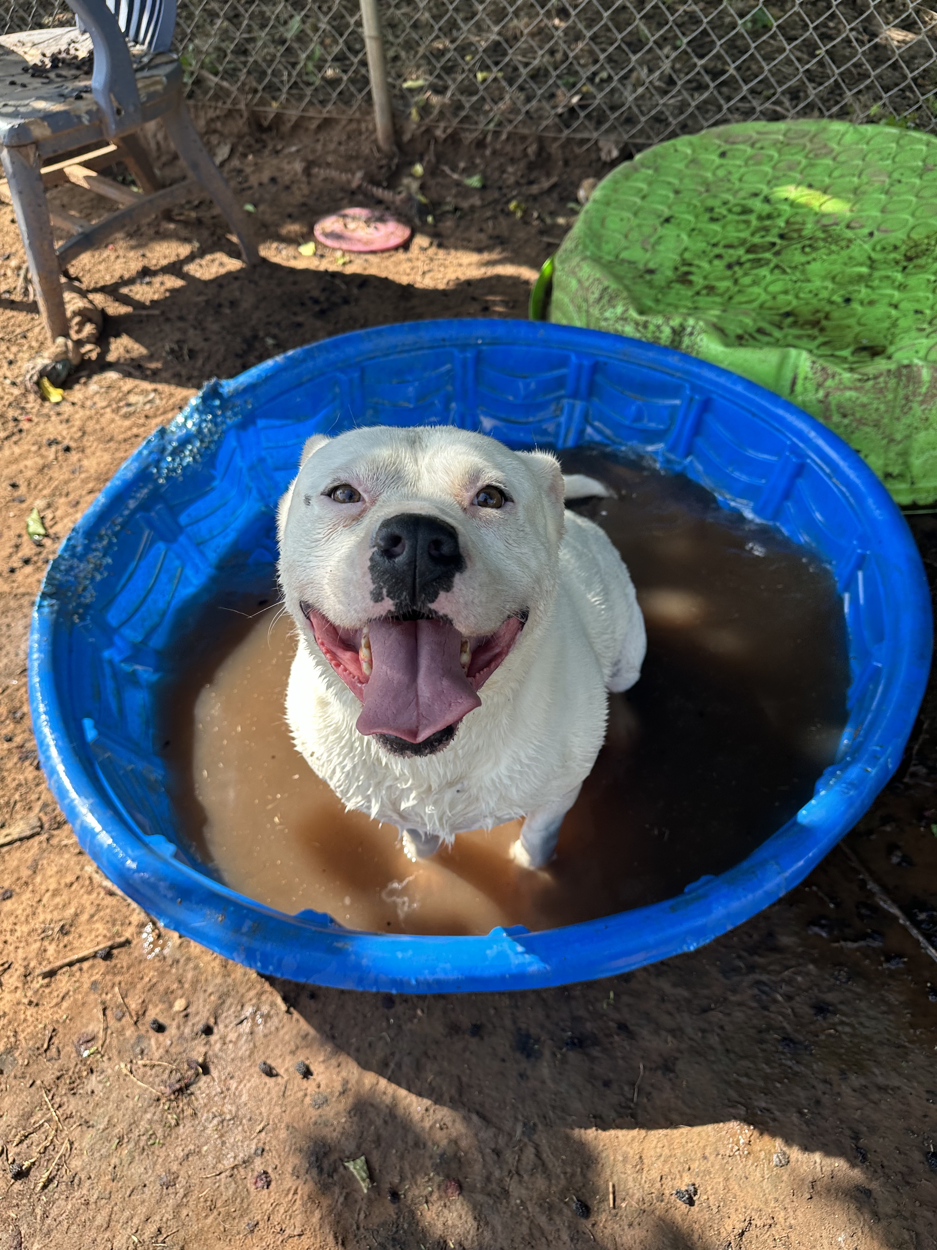 Marabell, a Adoptable mixed breed in Guthrie, OK image 4/6