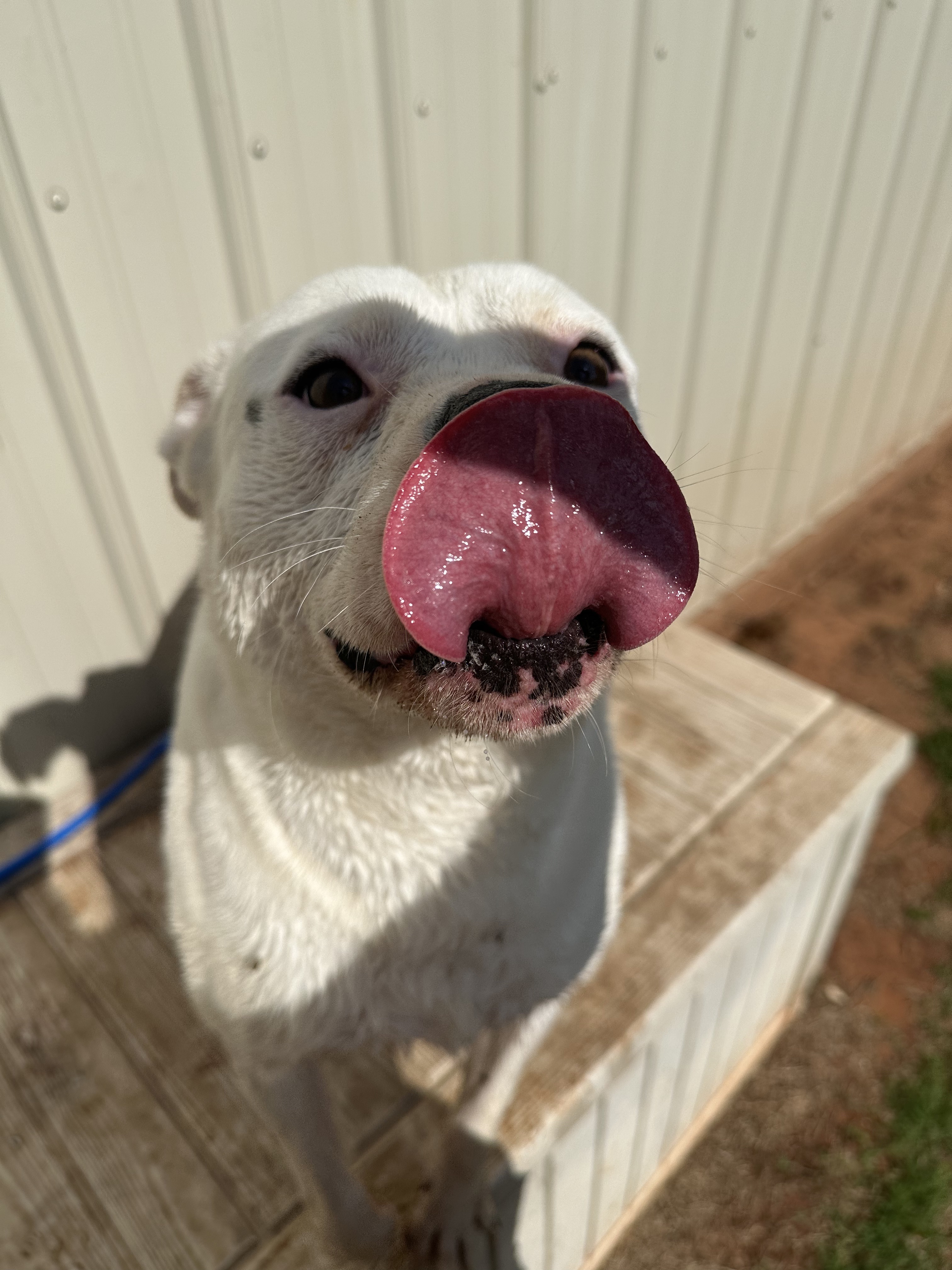 Marabell, a Adoptable mixed breed in Guthrie, OK image 5/6