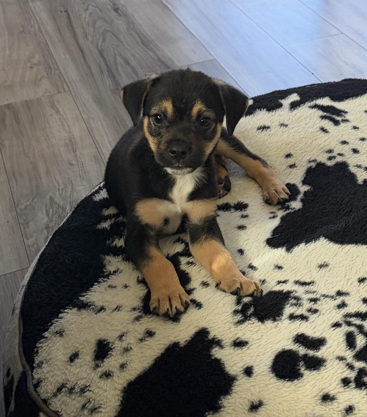 Izzie, Adoptable, Puppy Female Beagle & Border Collie.