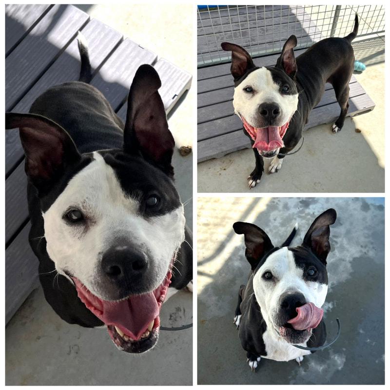 Enlarge Bruno, a Adoptable mixed breed in Dublin, VA image 1/1