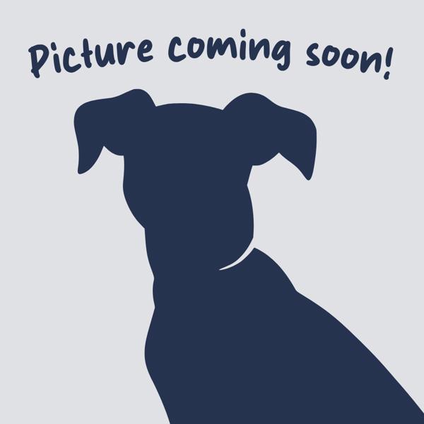 Enlarge Maple, a Adoptable mixed breed in Oakville, ON image 1/2
