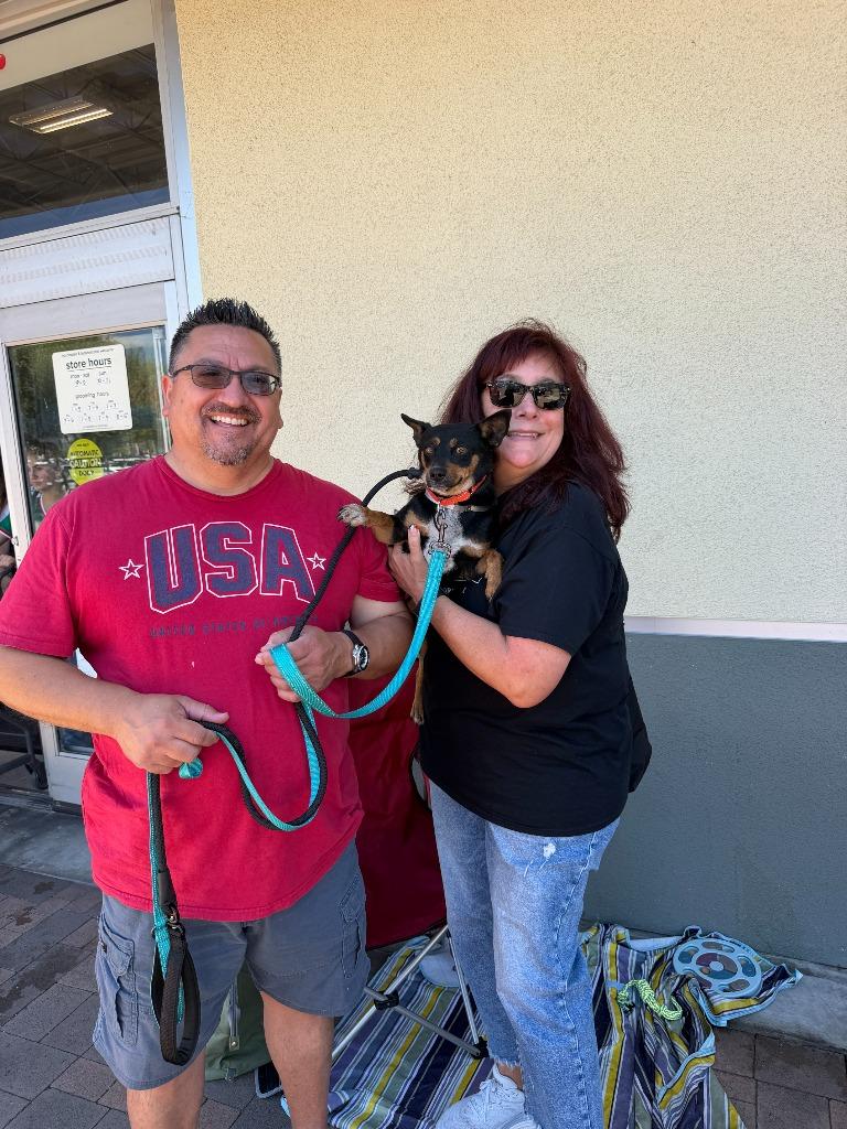 Enlarge Foxy Downey, a Adopted mixed breed in San Pedro, CA image 1/1