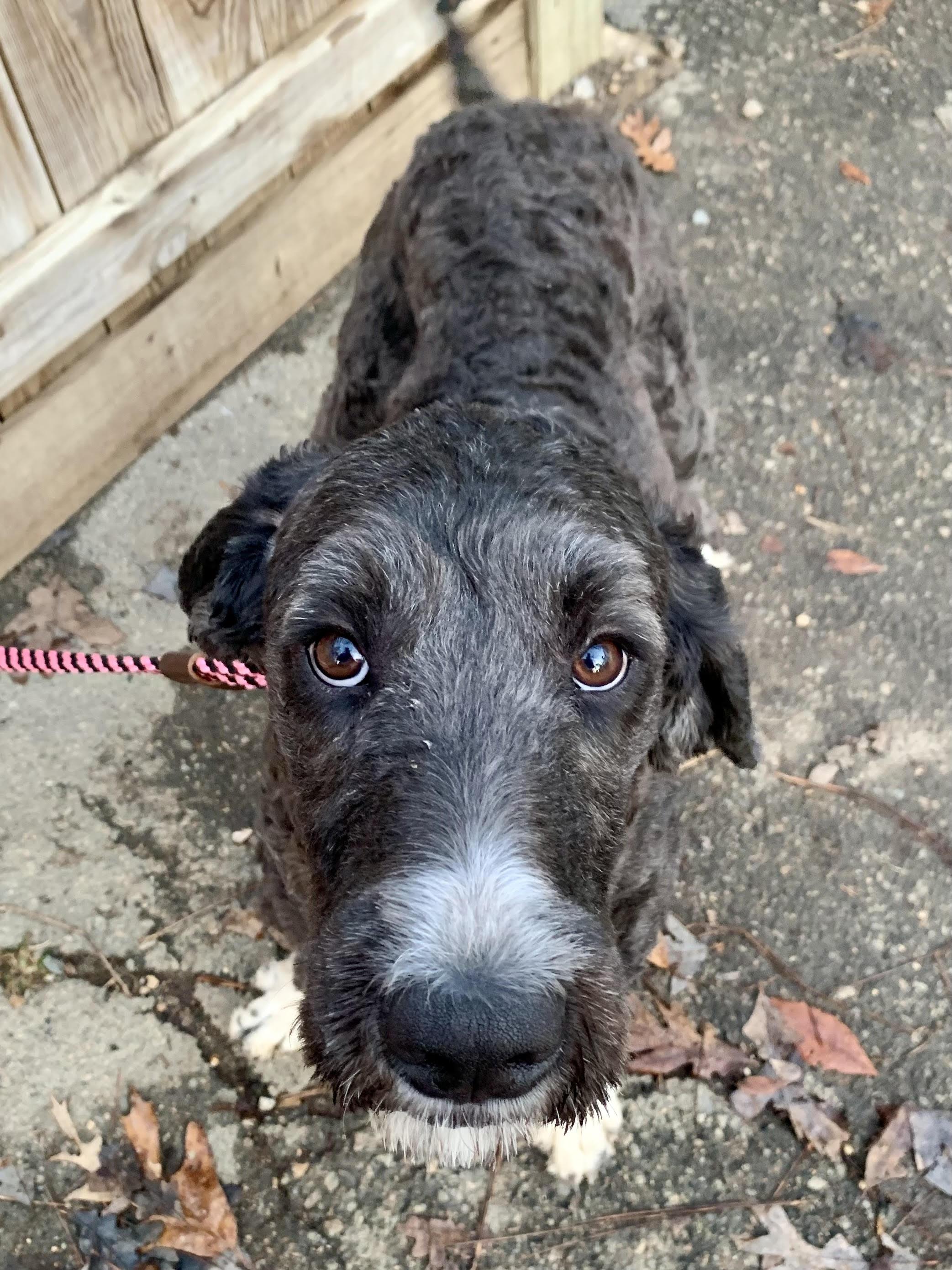 Enlarge Libbie , an adopted Bernadoodle in Richmond, VA image 1/4