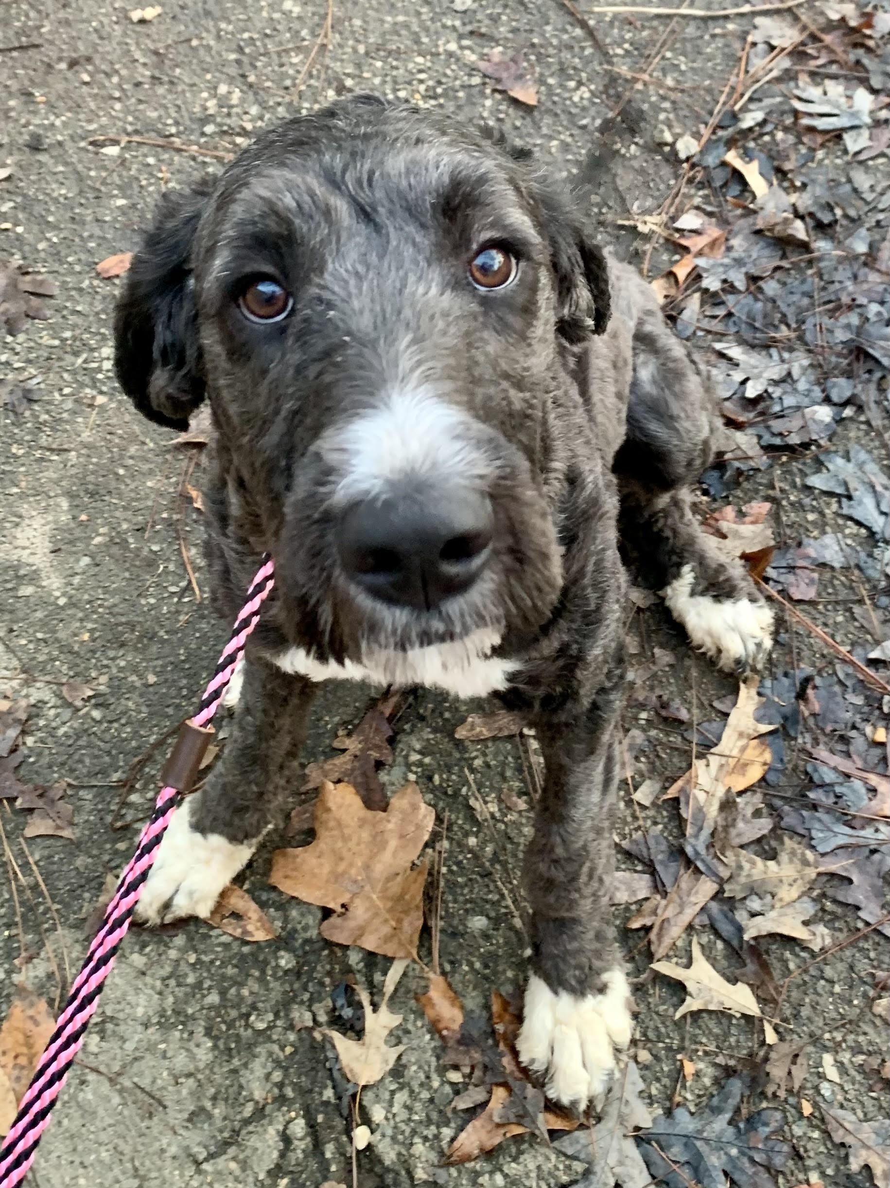Enlarge Libbie , an adopted Bernadoodle in Richmond, VA image 4/4