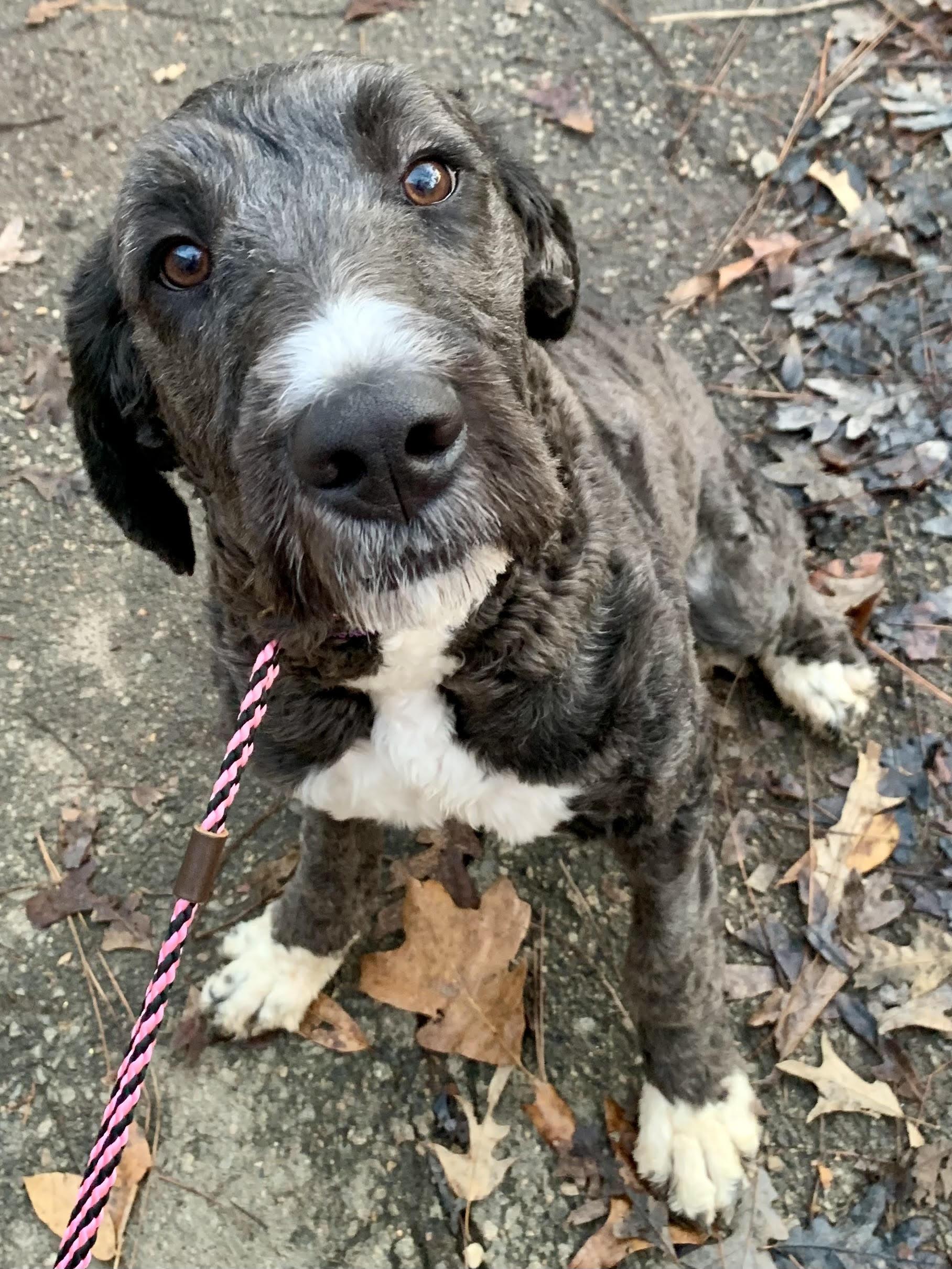 Enlarge Libbie , an adopted Bernadoodle in Richmond, VA image 2/4