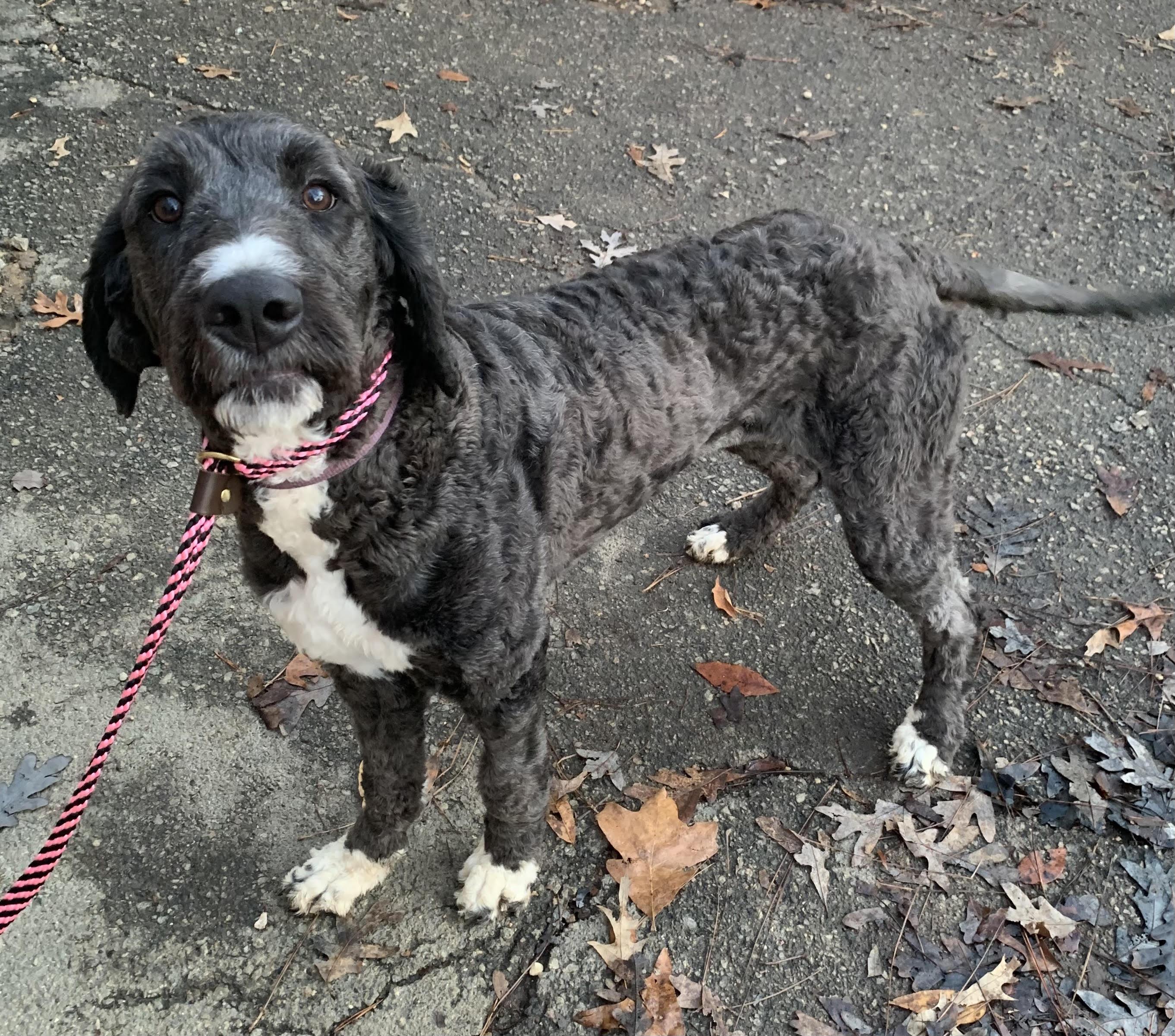 Enlarge Libbie , an adopted Bernadoodle in Richmond, VA image 3/4