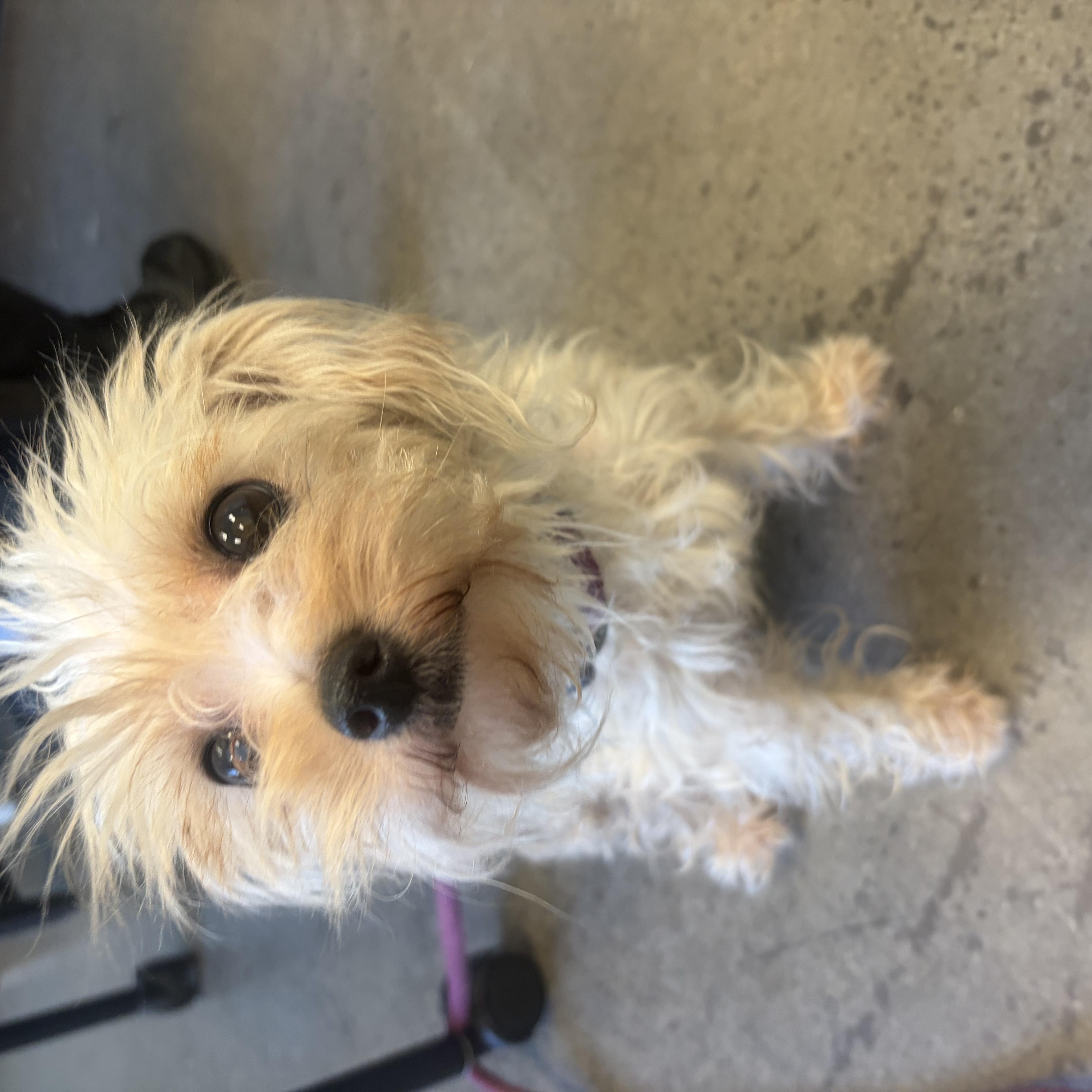 Enlarge Klondike, an adopted Mixed Breed in Mishawaka, IN image 2/3