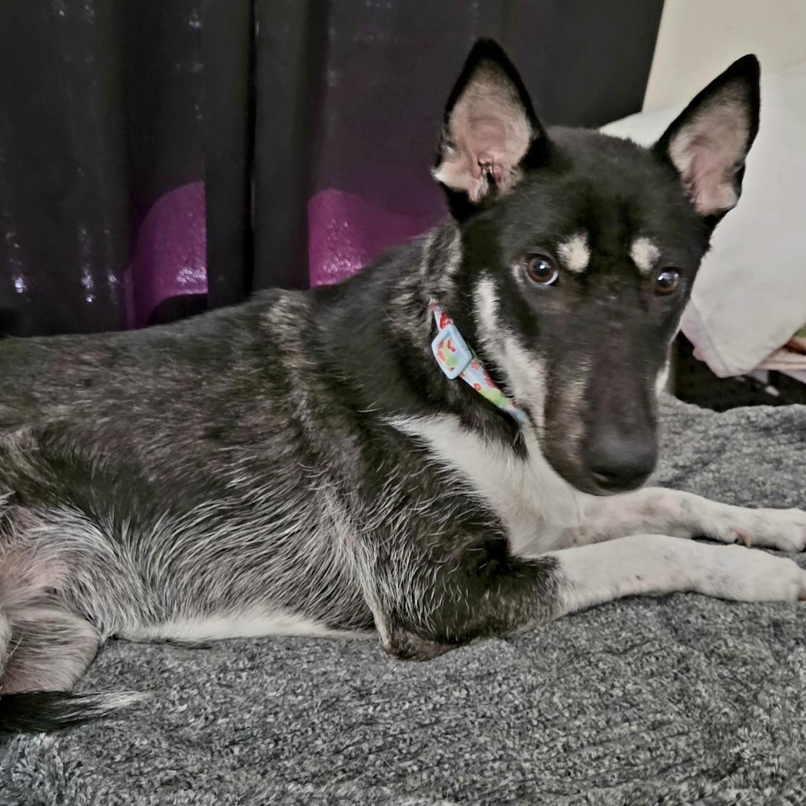 Enlarge Luna, a Adoptable mixed breed in Niagara Falls, NY image 4/6