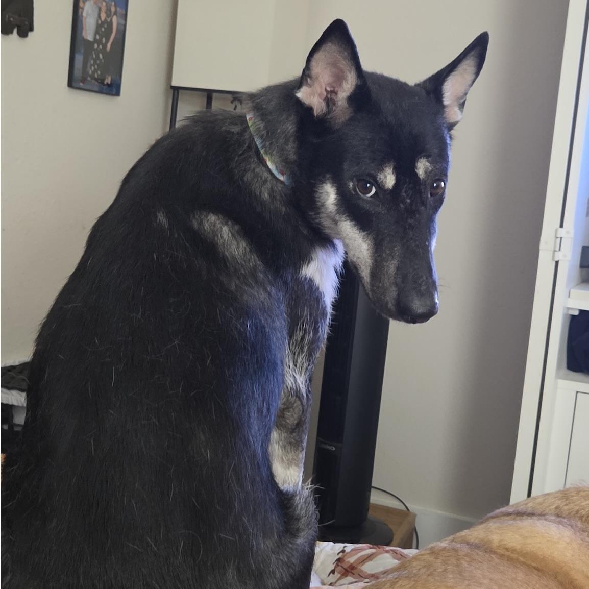 Enlarge Luna, a Adoptable mixed breed in Niagara Falls, NY image 2/6