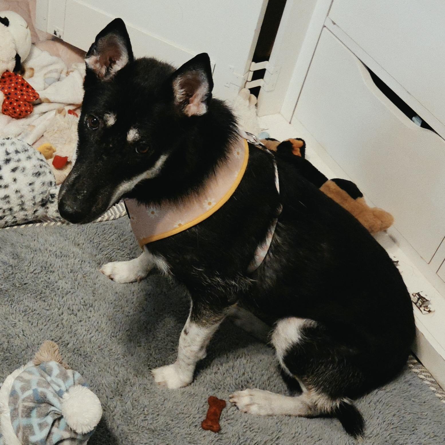 Luna, Adoptable, Young Female German Shepherd Dog & Husky.