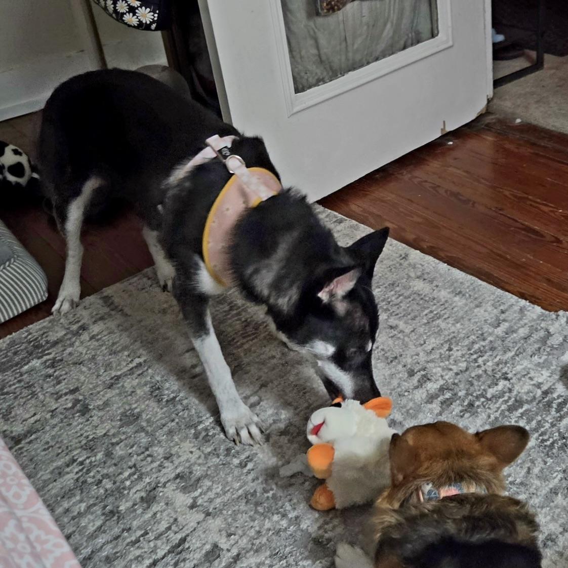 Enlarge Luna, a Adoptable mixed breed in Niagara Falls, NY image 5/6