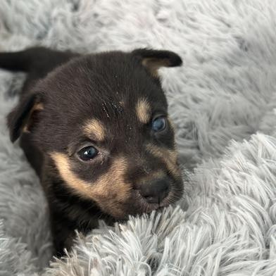 Macaroon — thumbnail 3