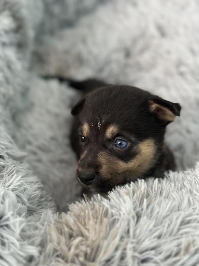 Macaroon — thumbnail 6