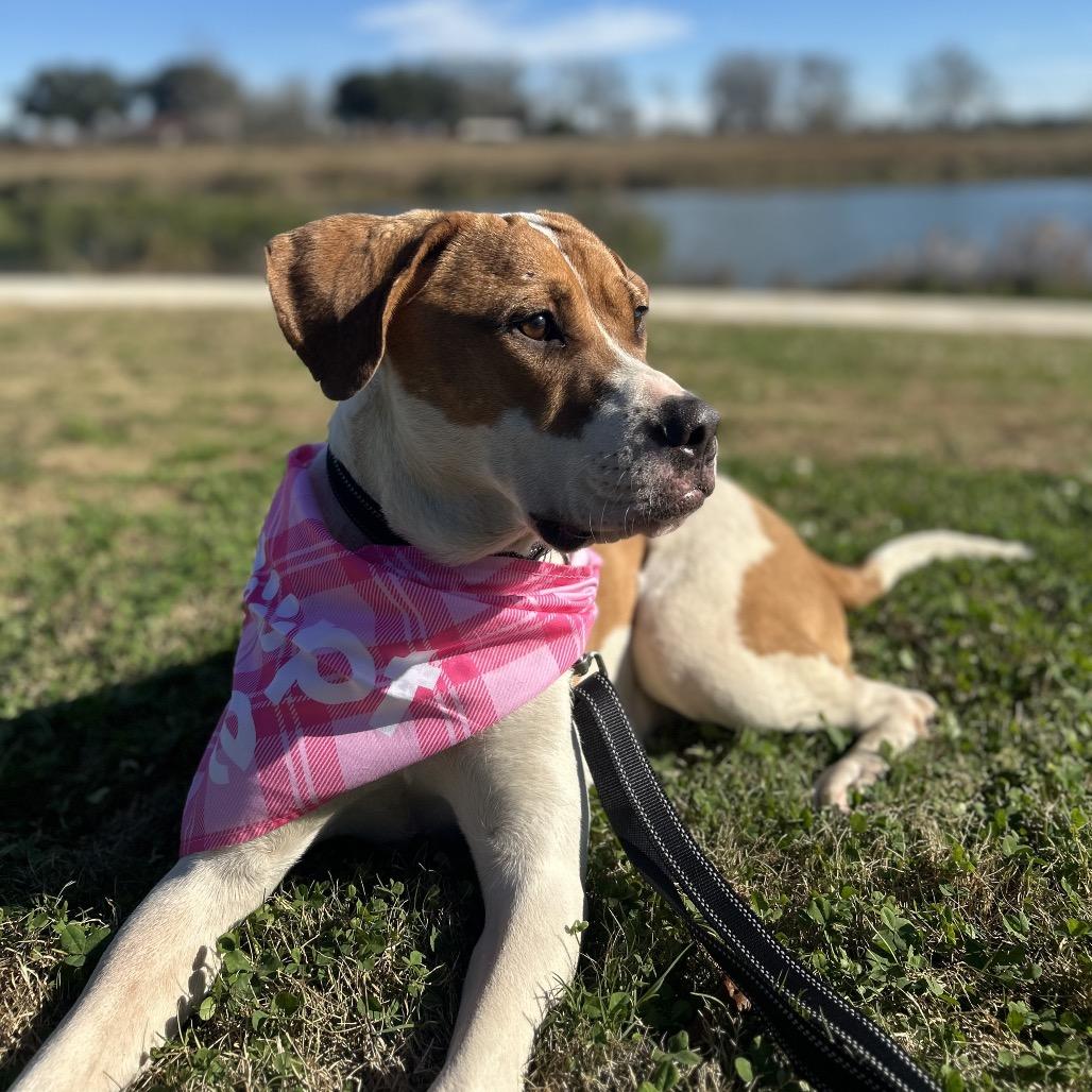 Enlarge Ruffles, an adopted mixed breed in Waco, TX image 6/6