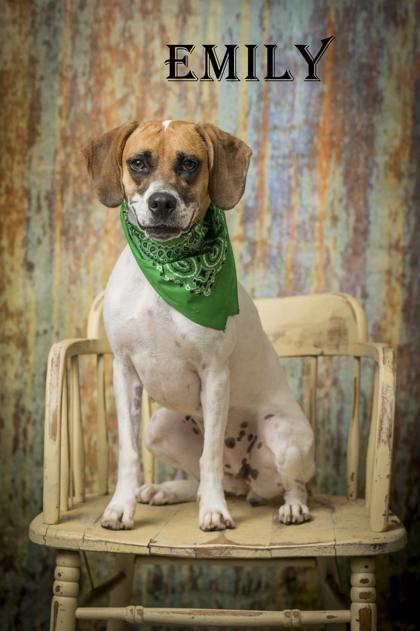 Emily, Adoptable, Adult Female Hound.