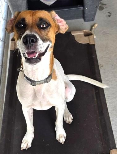 Emily, a Adoptable Hound in North Myrtle Beach, SC image 2/4