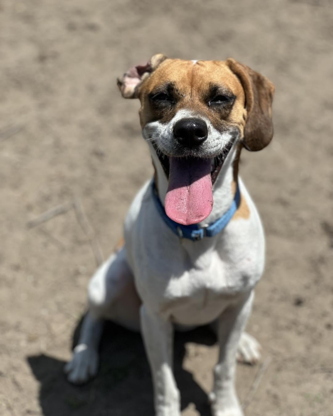 Emily, a Adoptable Hound in North Myrtle Beach, SC image 3/4