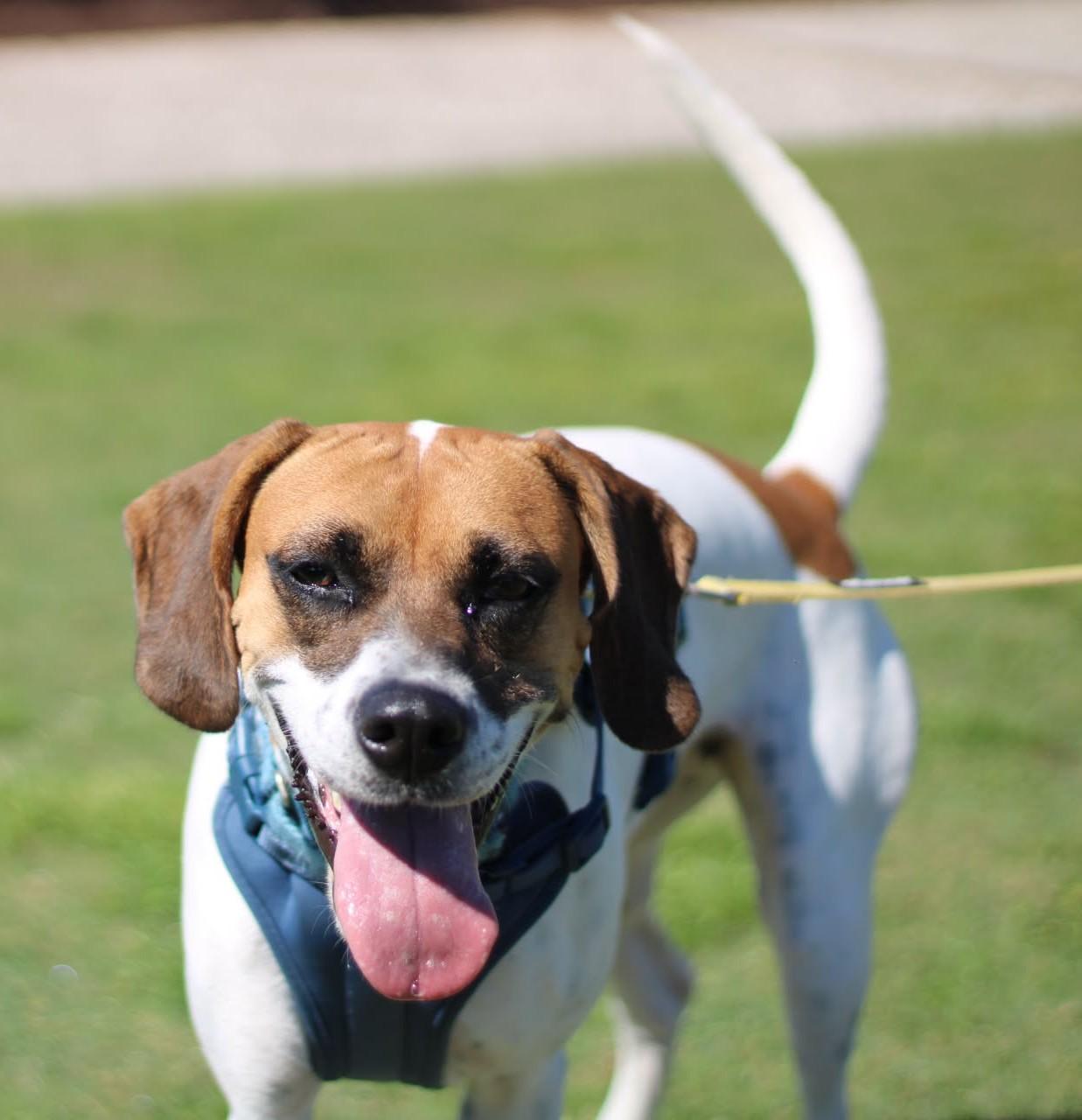 Enlarge Emily, a Adoptable Hound in North Myrtle Beach, SC image 5/6