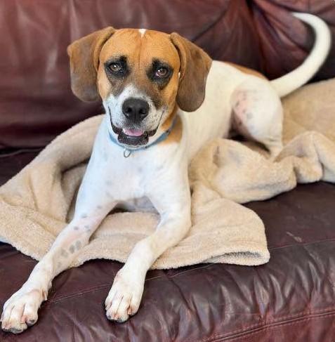 Enlarge Emily, a Adoptable Hound in North Myrtle Beach, SC image 2/6