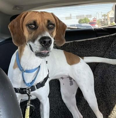 Emily, Adoptable, Adult Female Hound.