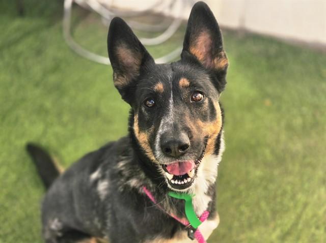Enlarge EL, a Adoptable German Shepherd Dog in Phoenix, AZ image 1/1