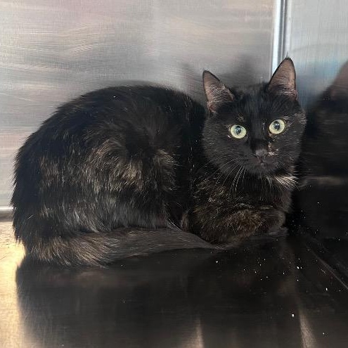 Enlarge Gretel, an adopted Domestic Short Hair in North Haven, CT image 4/4